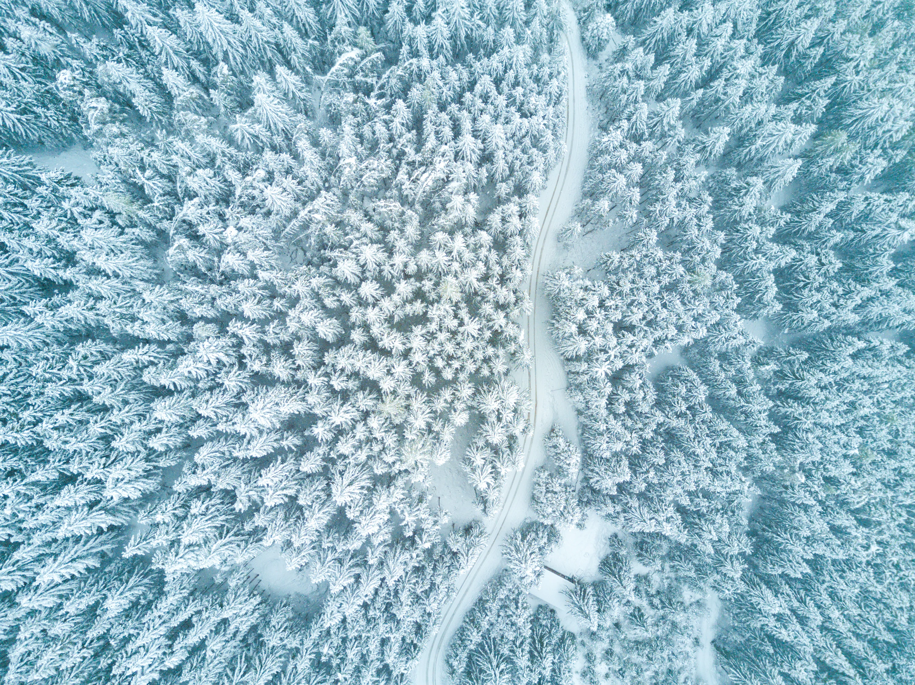Aerial photography of trees photo