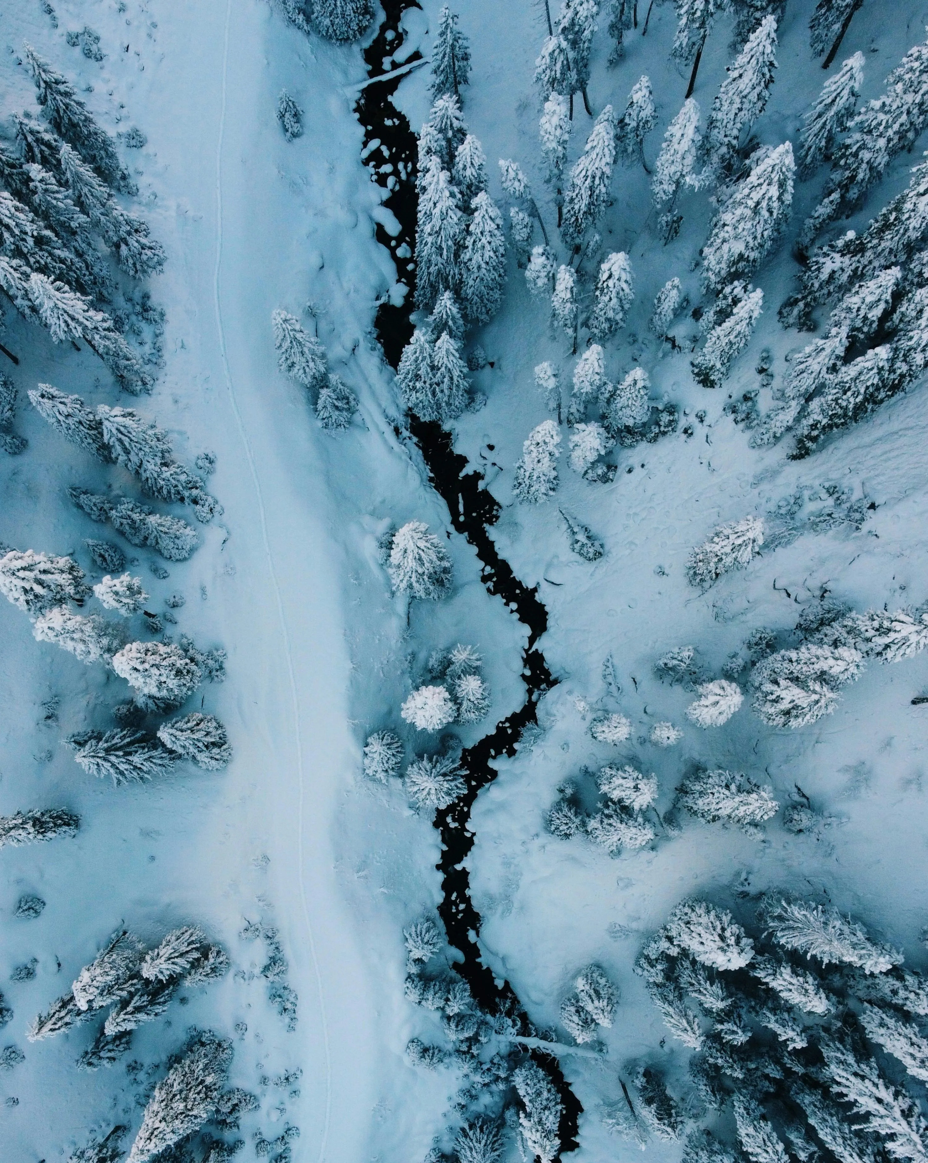 An aerial view of a snow covered forest photo