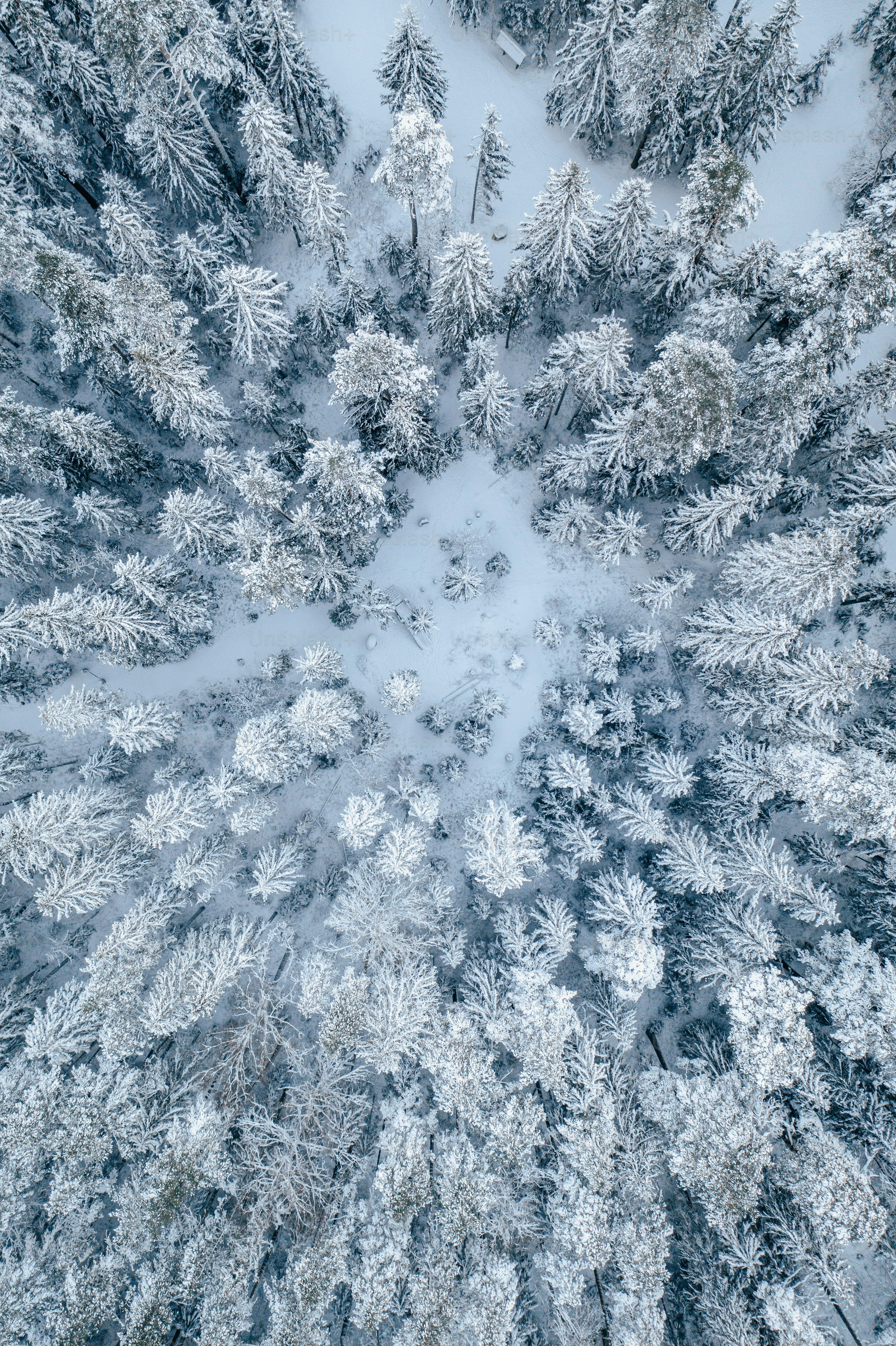 An aerial view of a snow covered forest photo