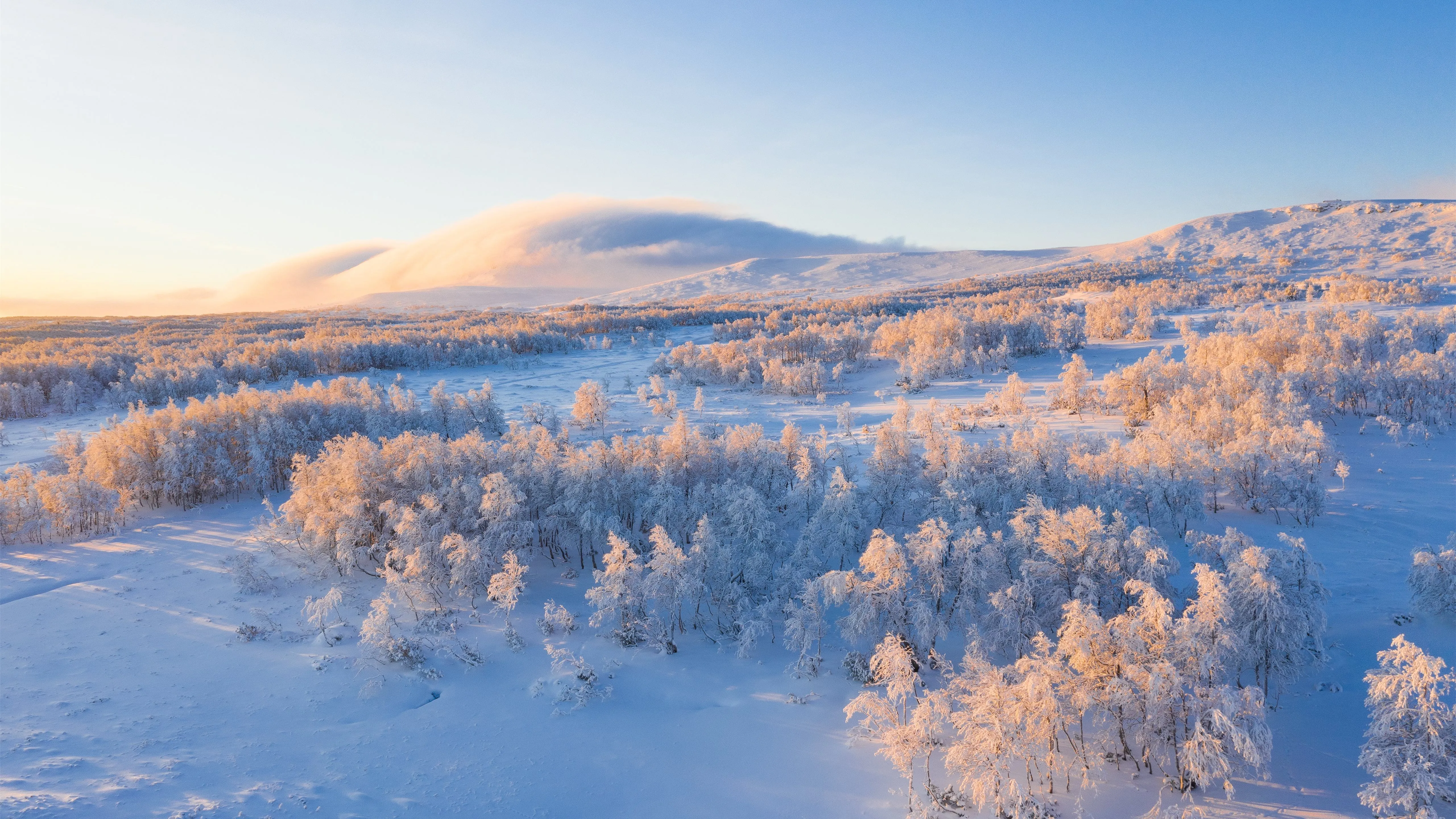 aerial view of snow covered trees Mac Wallpaper Download