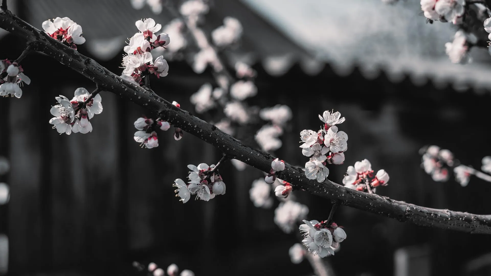 8K Ultra HD Cherry Blossom Elegance: Stunning Floral Serenity Wallpaperx4500