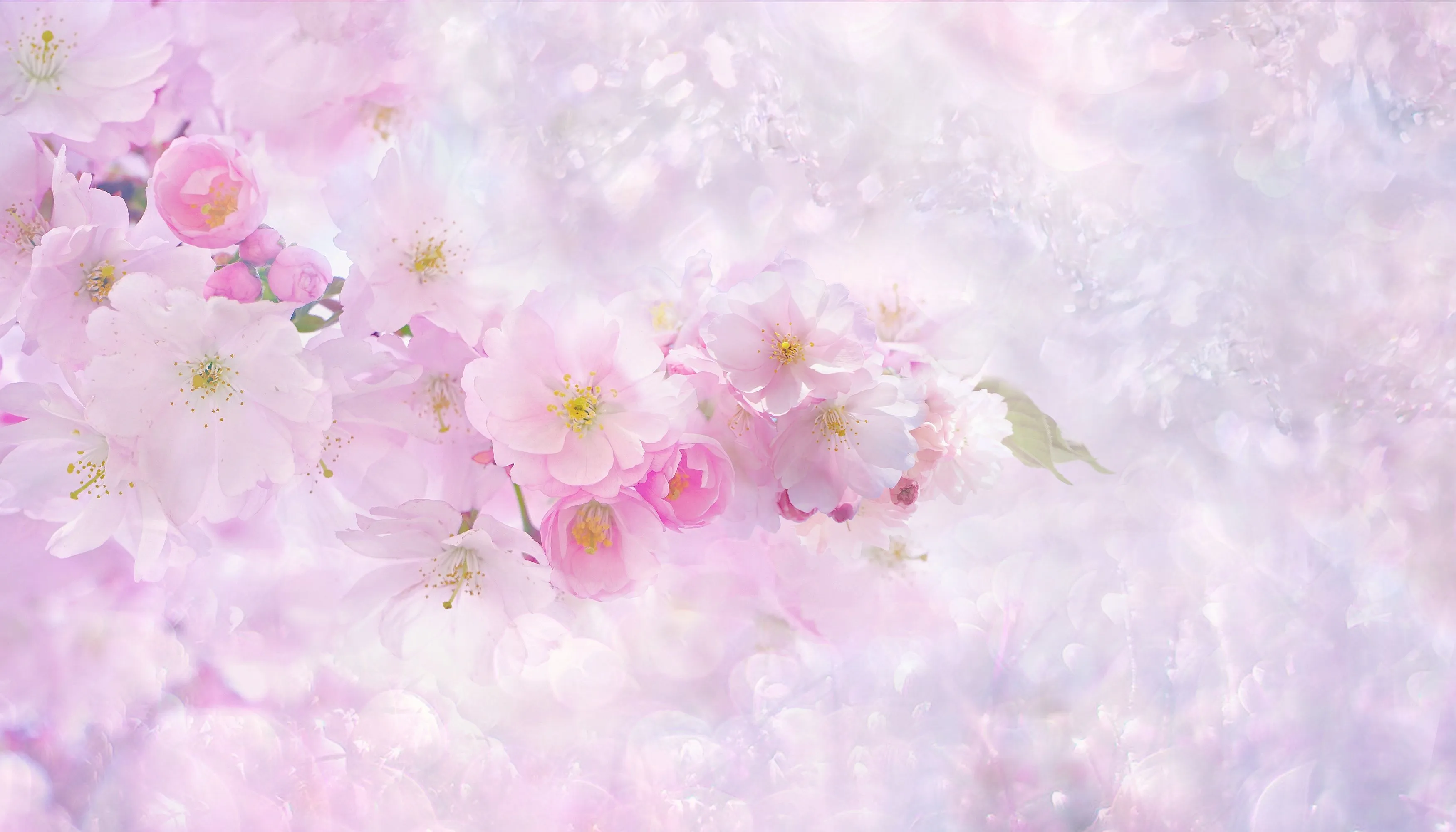 Cherry blossom Wallpaper 4K, Light pink background