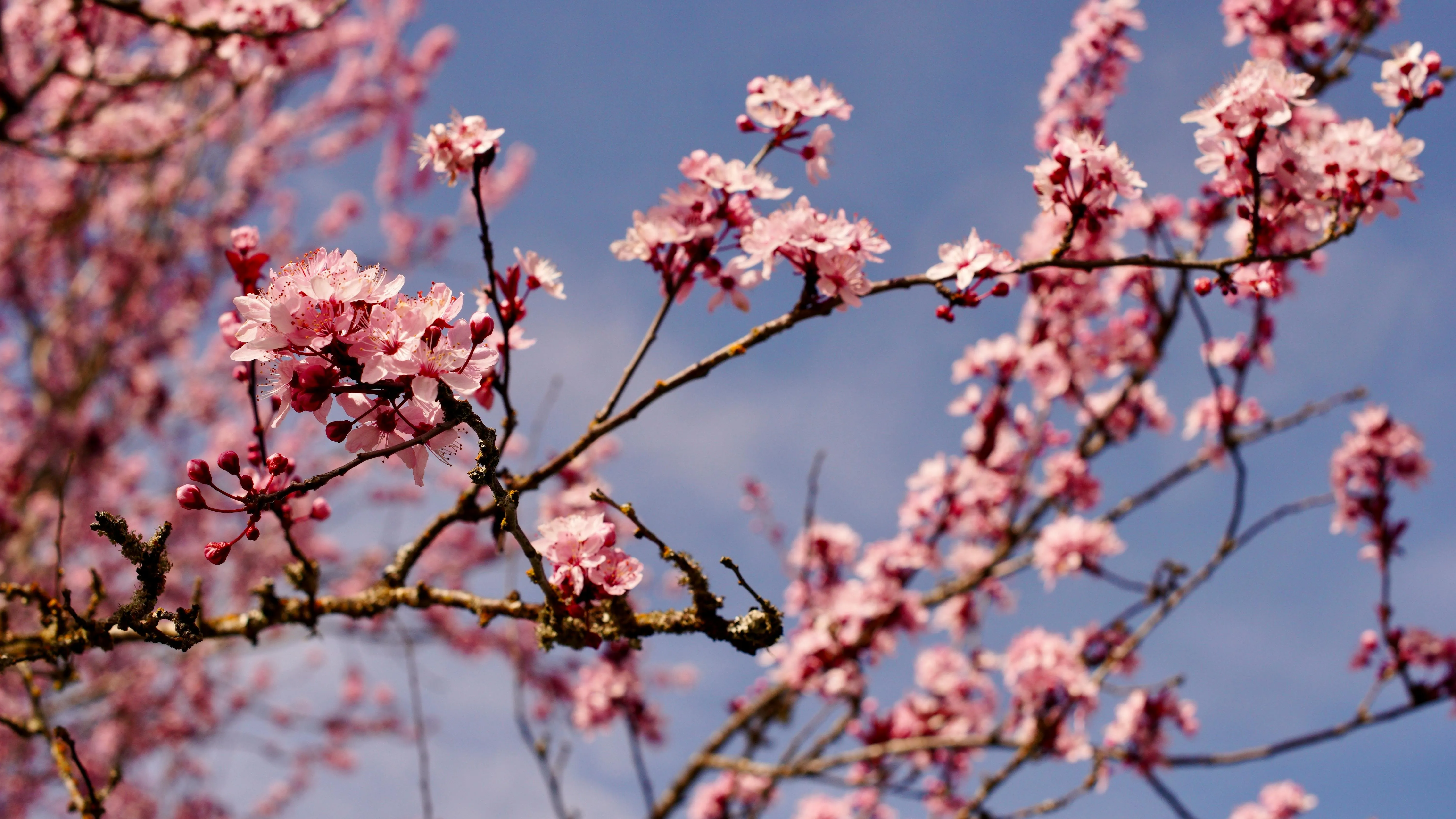 Close Up Of Pink Cherry Blossom In Spring · Free