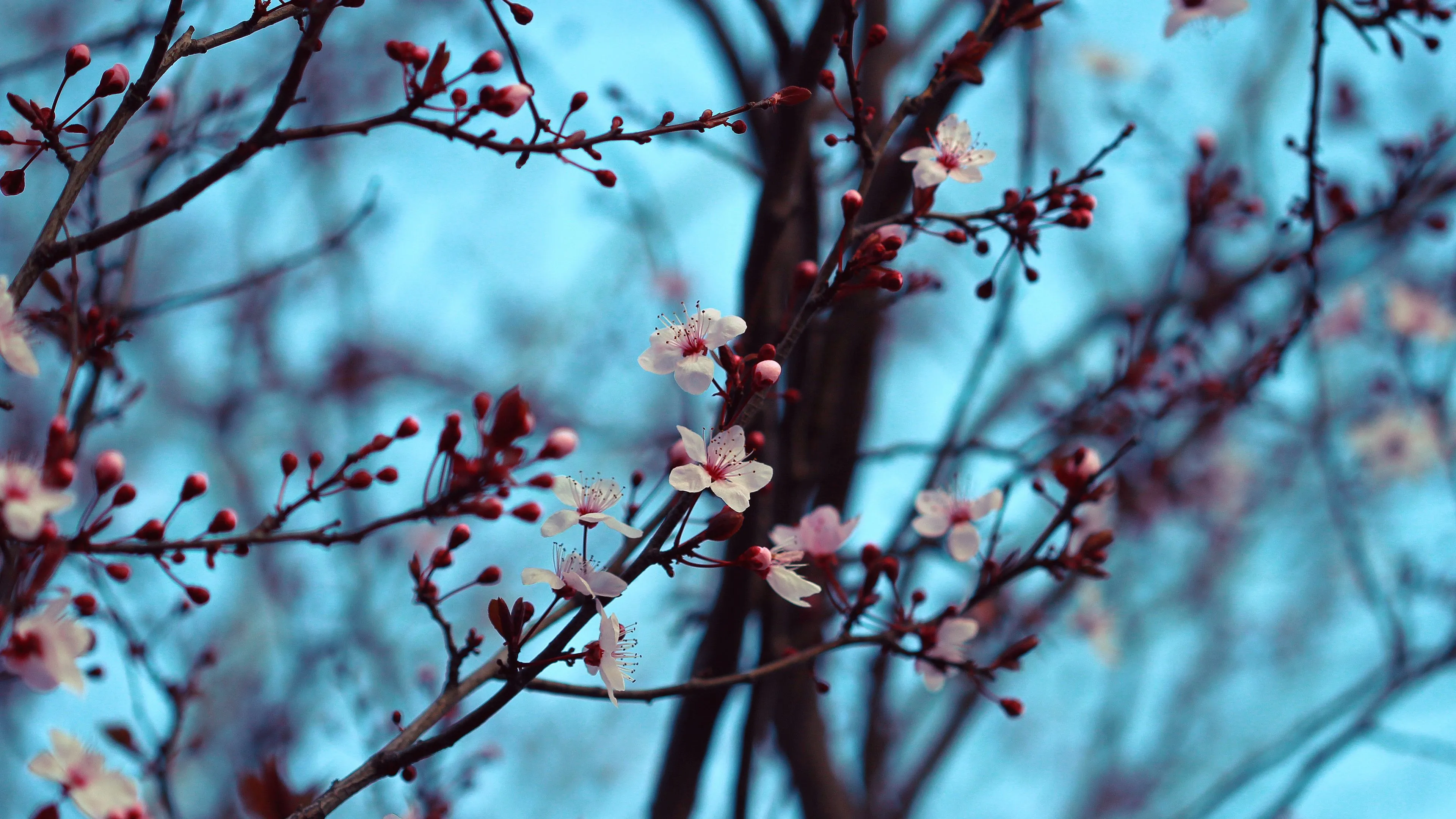 Download wallpaper 3840x2160 cherry, bloom, spring, branches, flowers 4k uhd 16:9 HD background