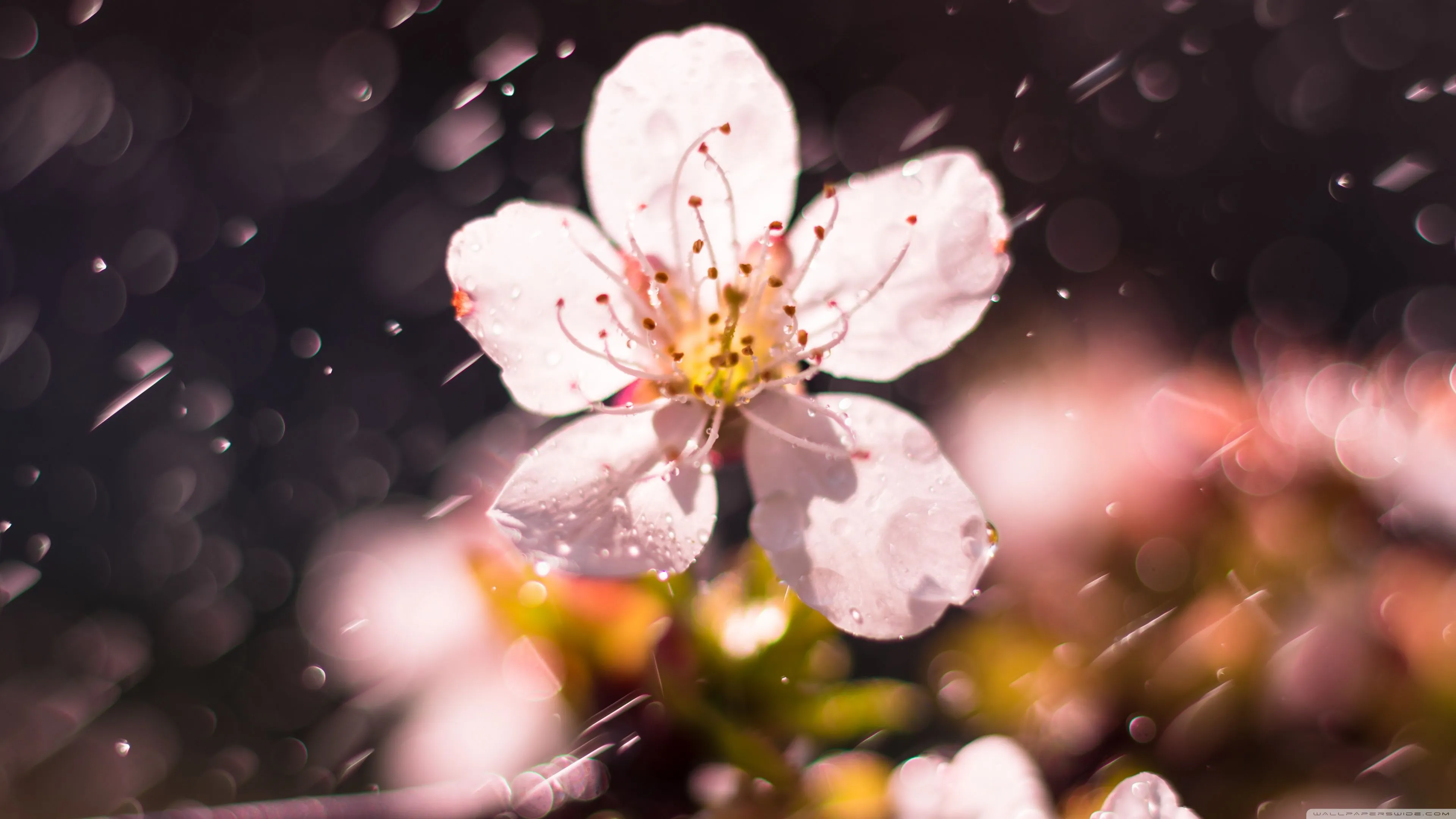 Spring Rain, Cherry Blossom 4K UHD Wallpaper for UltraHD Desktop and TV, Widescreen and UltraWide Display, Smartphone and Tablet Devices