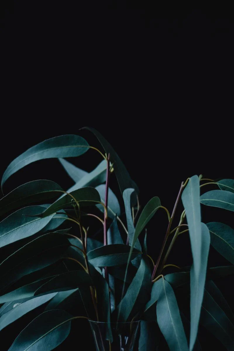 Aesthetic Dark Wallpaper For iPhone (Free HD Download)
