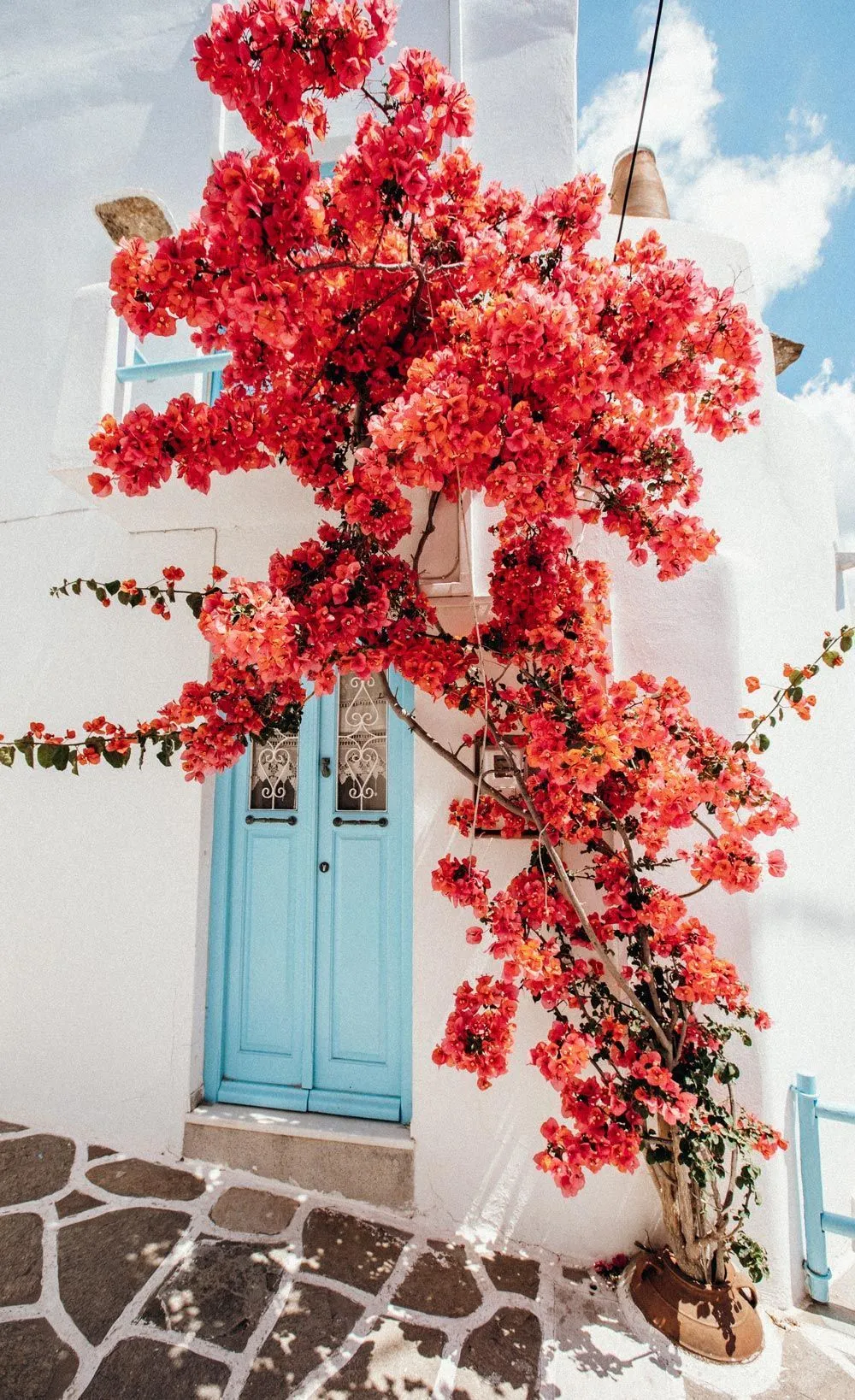 Greece Flowers Wallpaper, HD Background on WallpaperBat