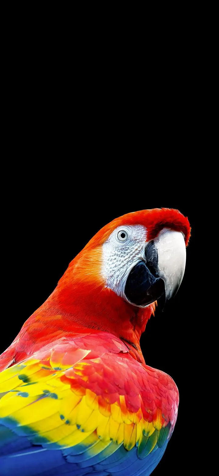 Cool vivid red parrot 4K Phone Wallpaper