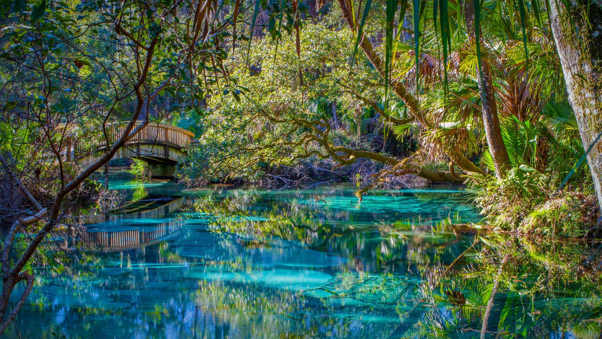 Bing HD Wallpaper Apr 20, 2023: Juniper Springs, Florida Wallpaper Gallery