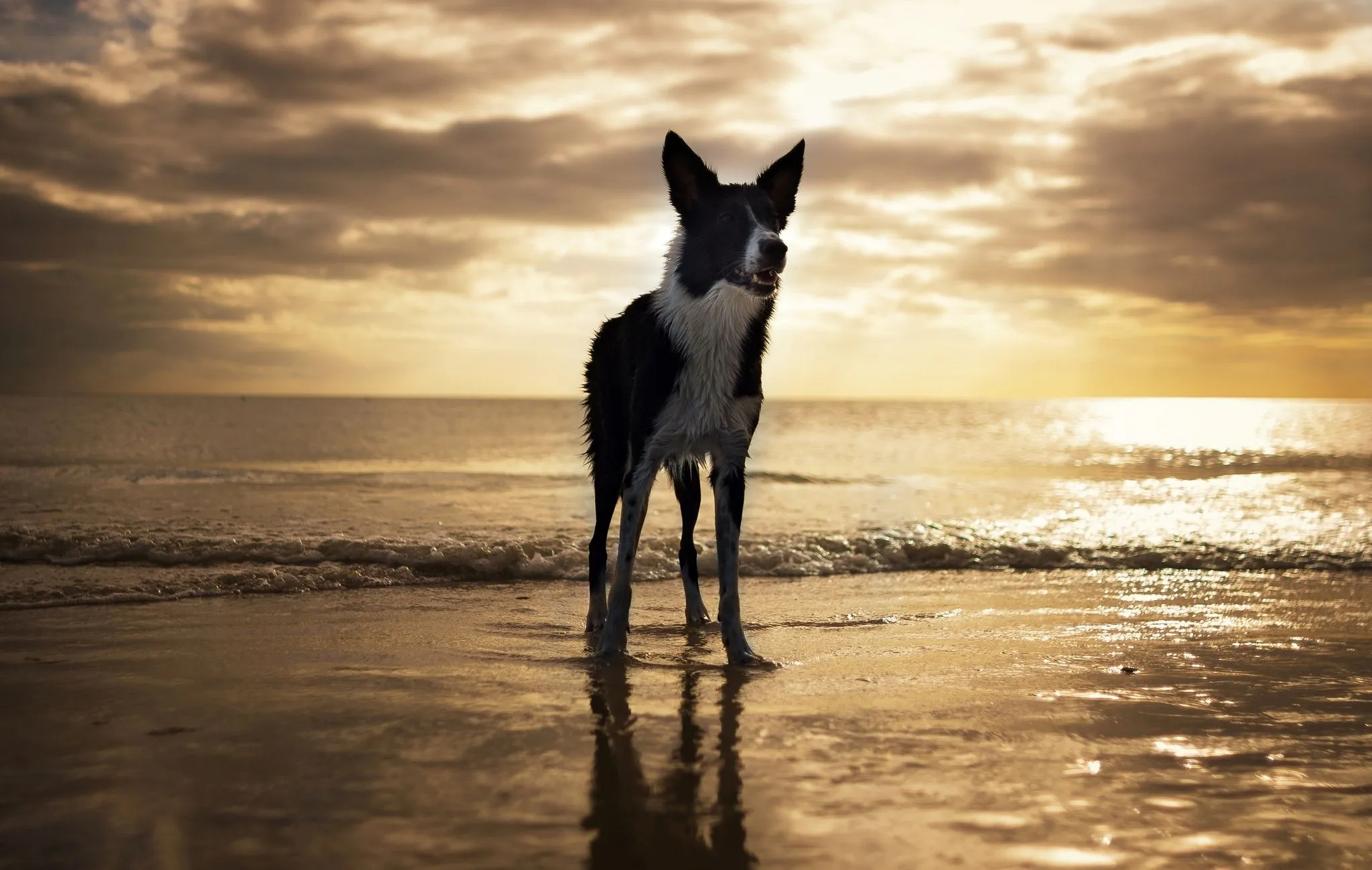 Wallpaper beach, dog, USA, Florida, Fort Myers Beach for mobile and desktop, section собаки, resolution 2048x1299