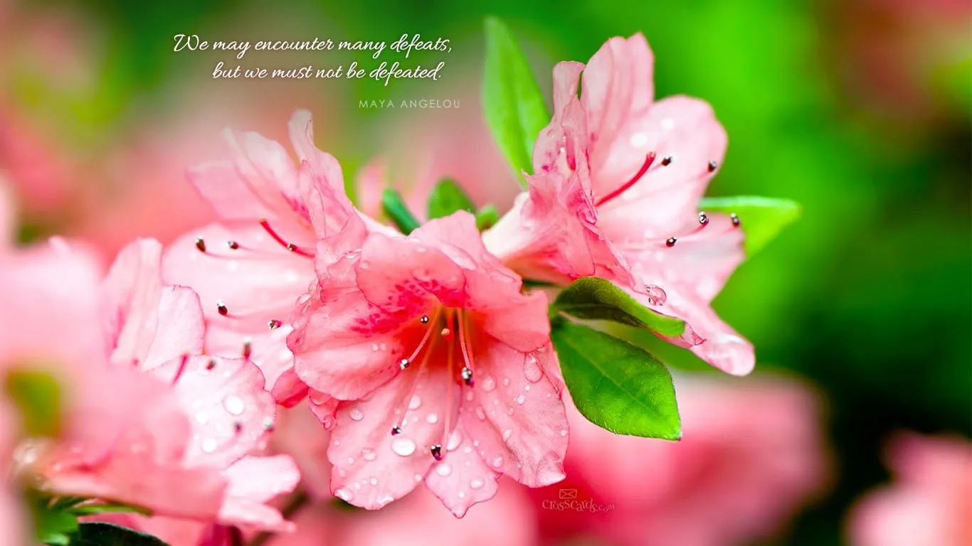 Maya Angelou Quote Desktop Wallpaper