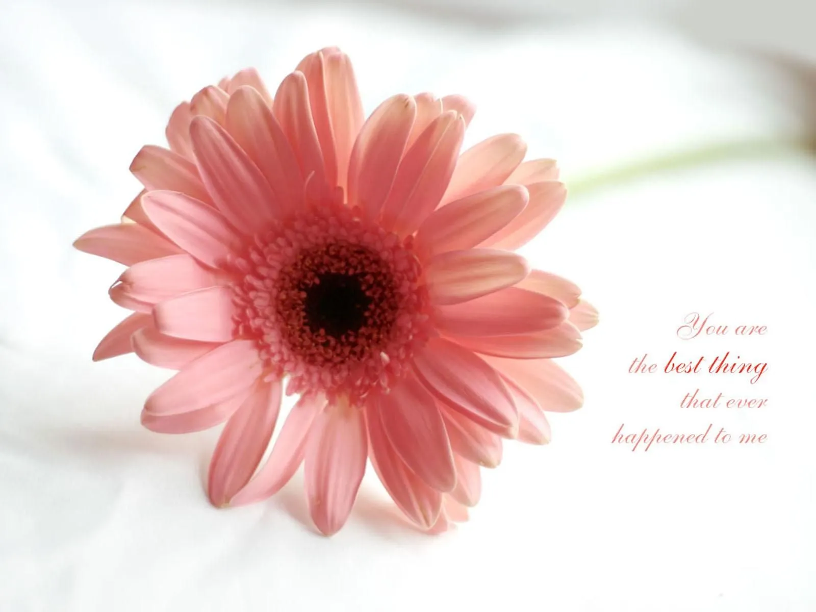 Love Quote Desktop Wallpaper, High Definition, High Quality, Widescreen