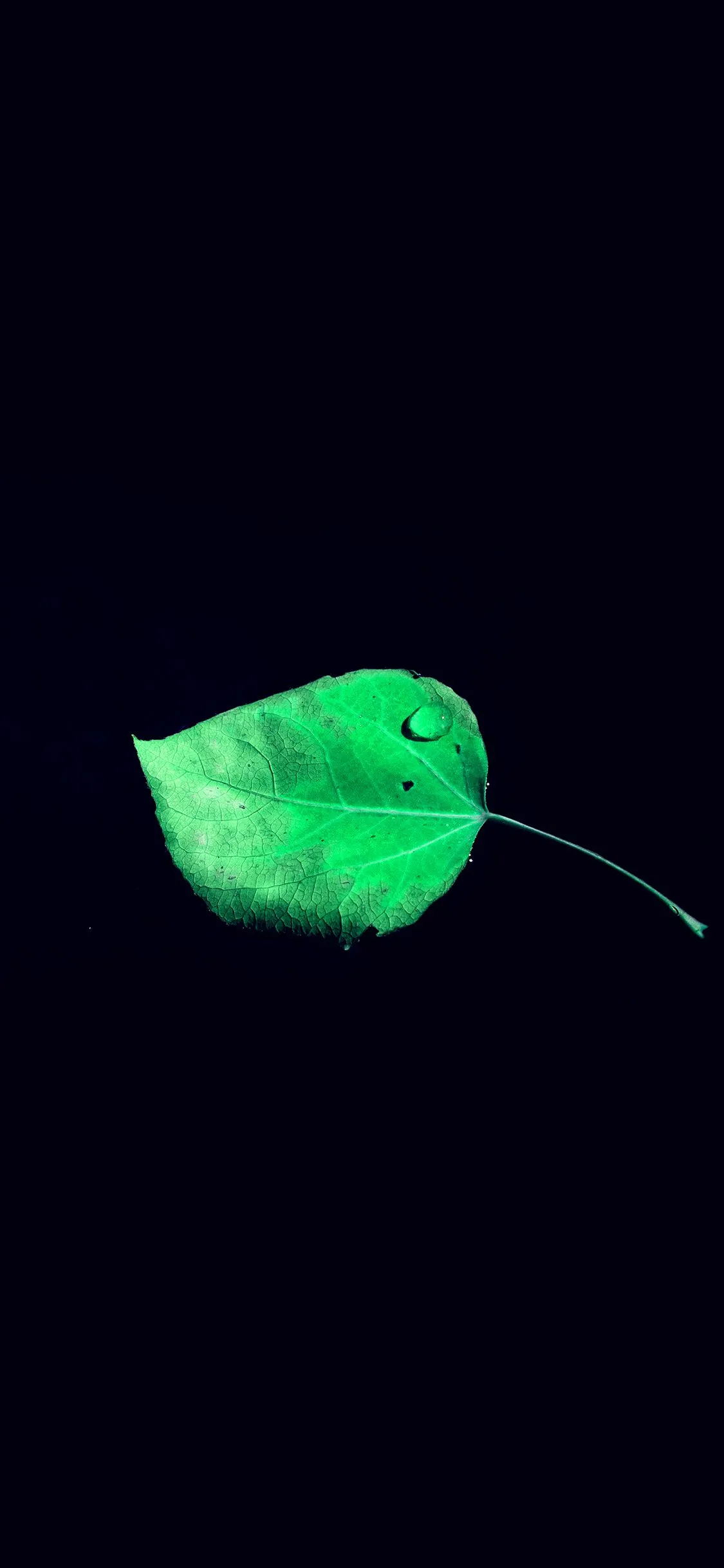 iPhone X wallpaper. single leaf minimal dark nature blue