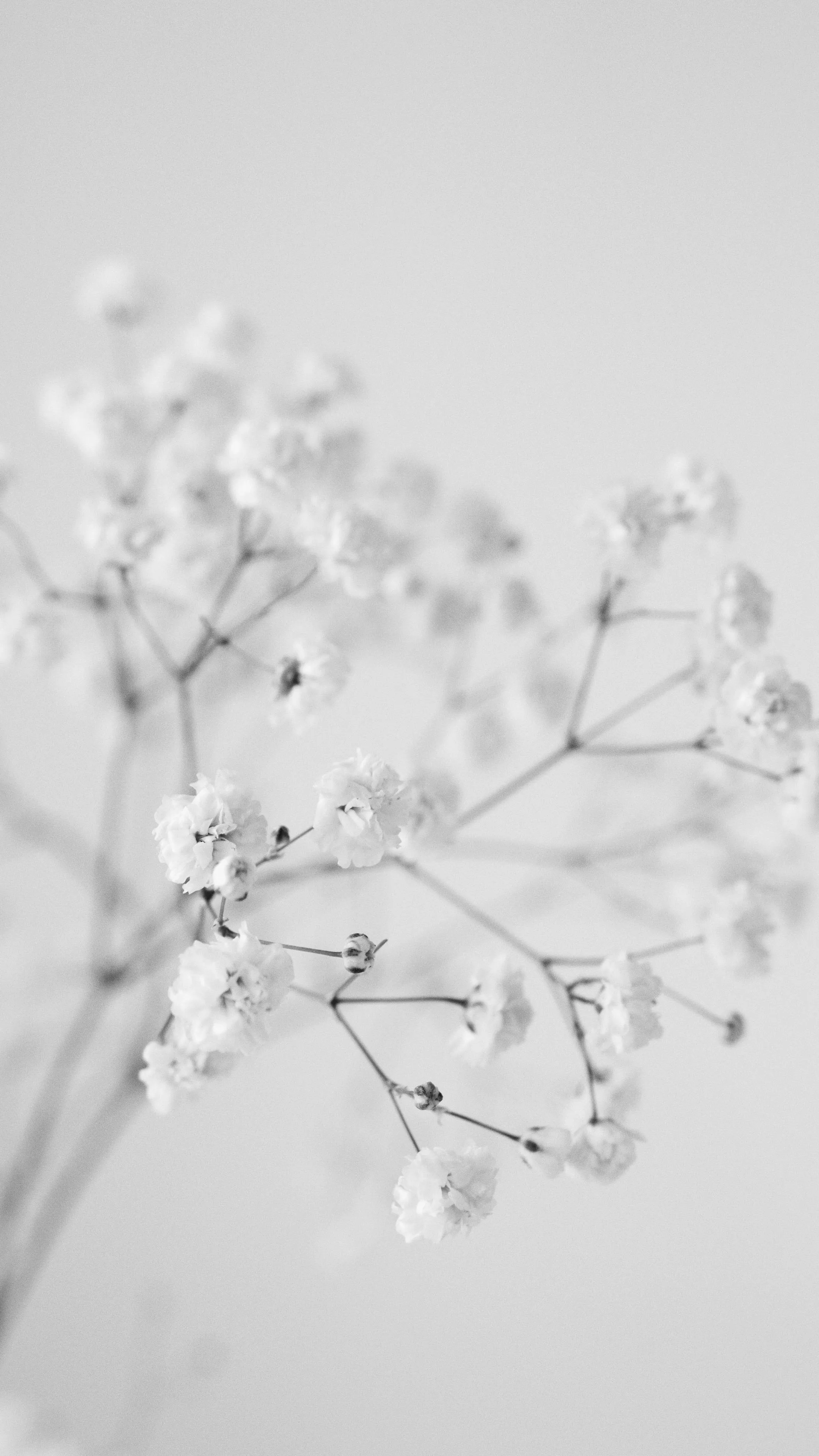 White Aesthetic Photo, Download The BEST Free White Aesthetic & HD Image