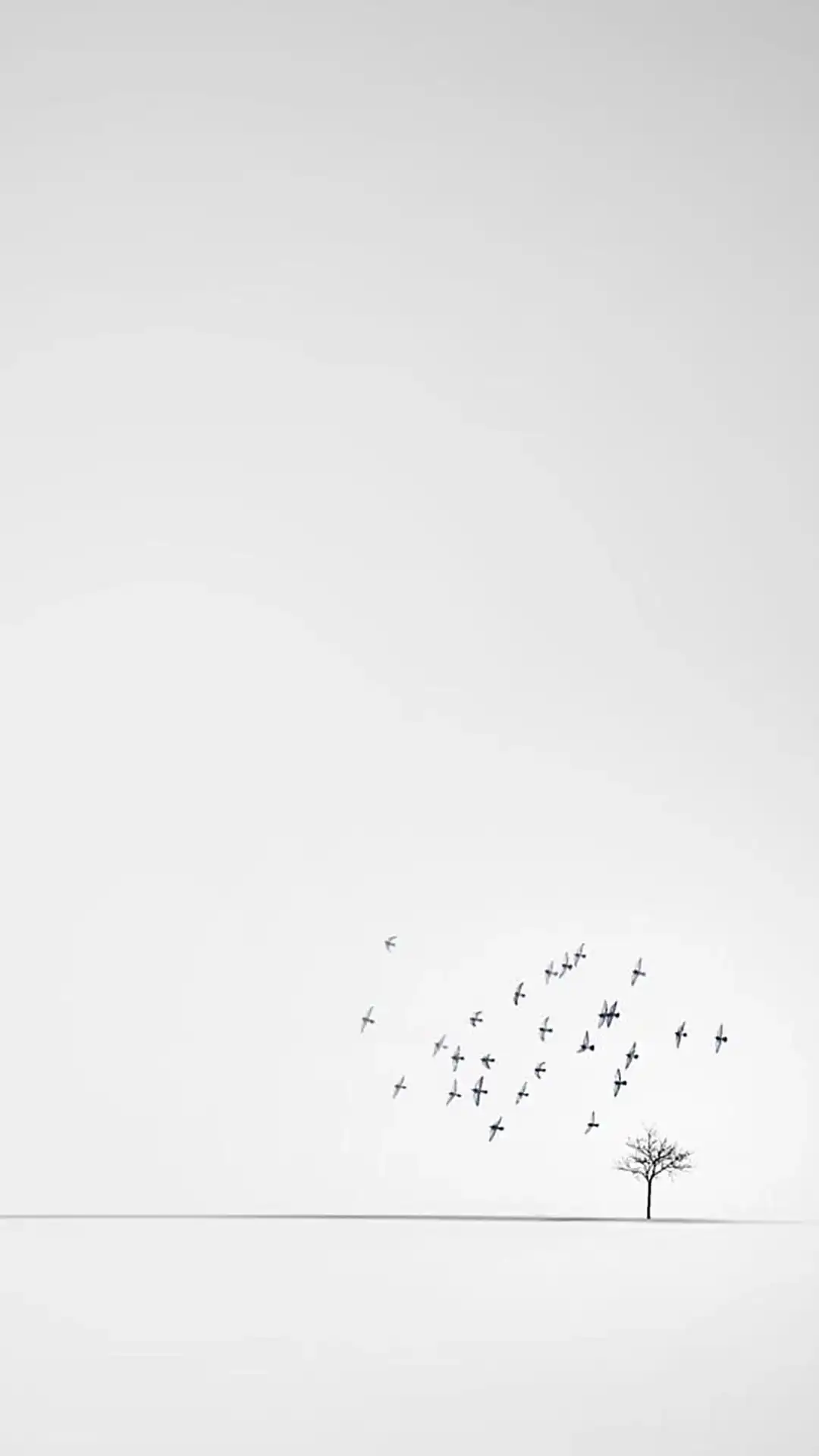 Best White Aesthetic iPhone Wallpaper Download