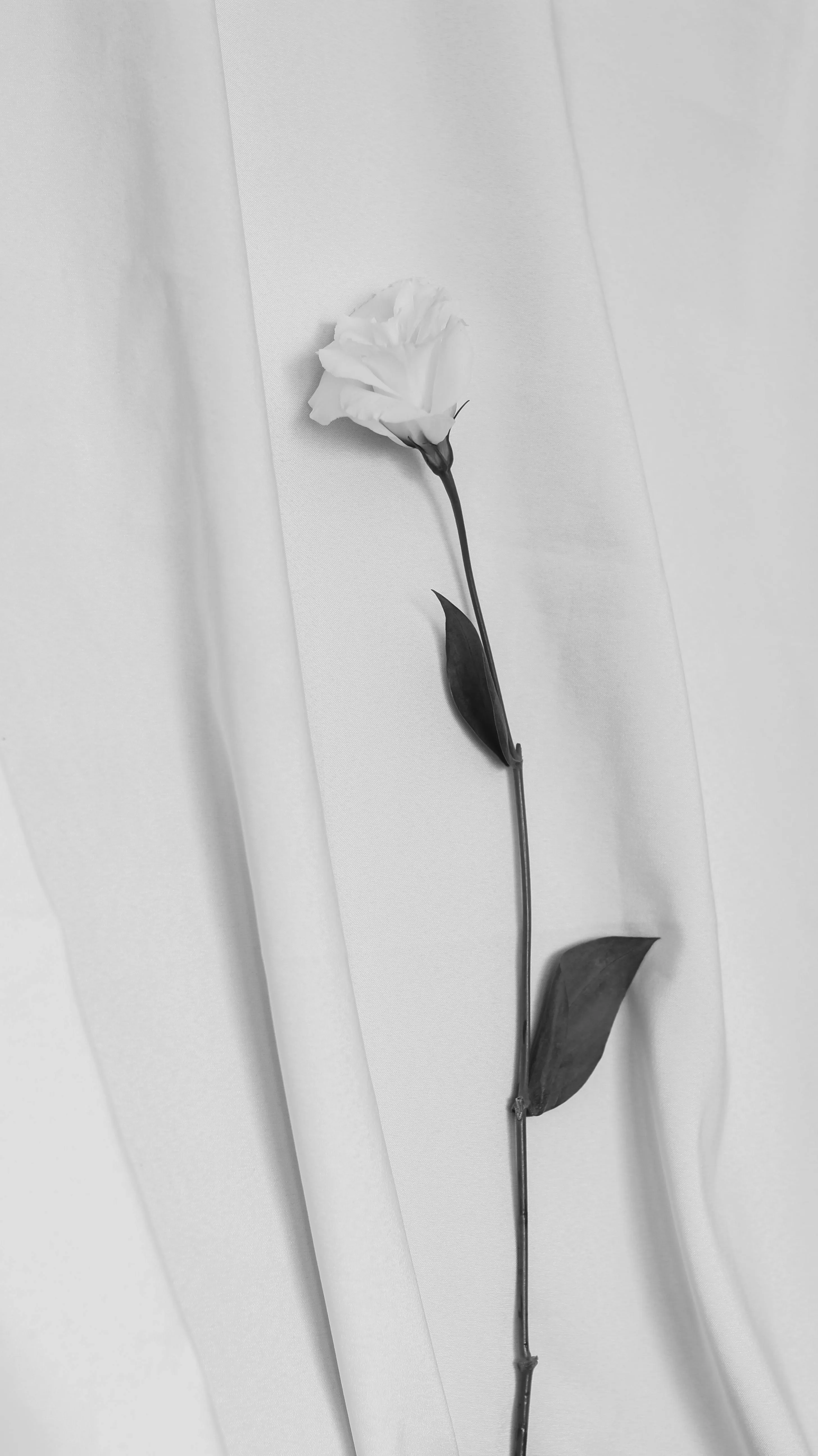 White Aesthetic Photo, Download The BEST Free White Aesthetic & HD Image