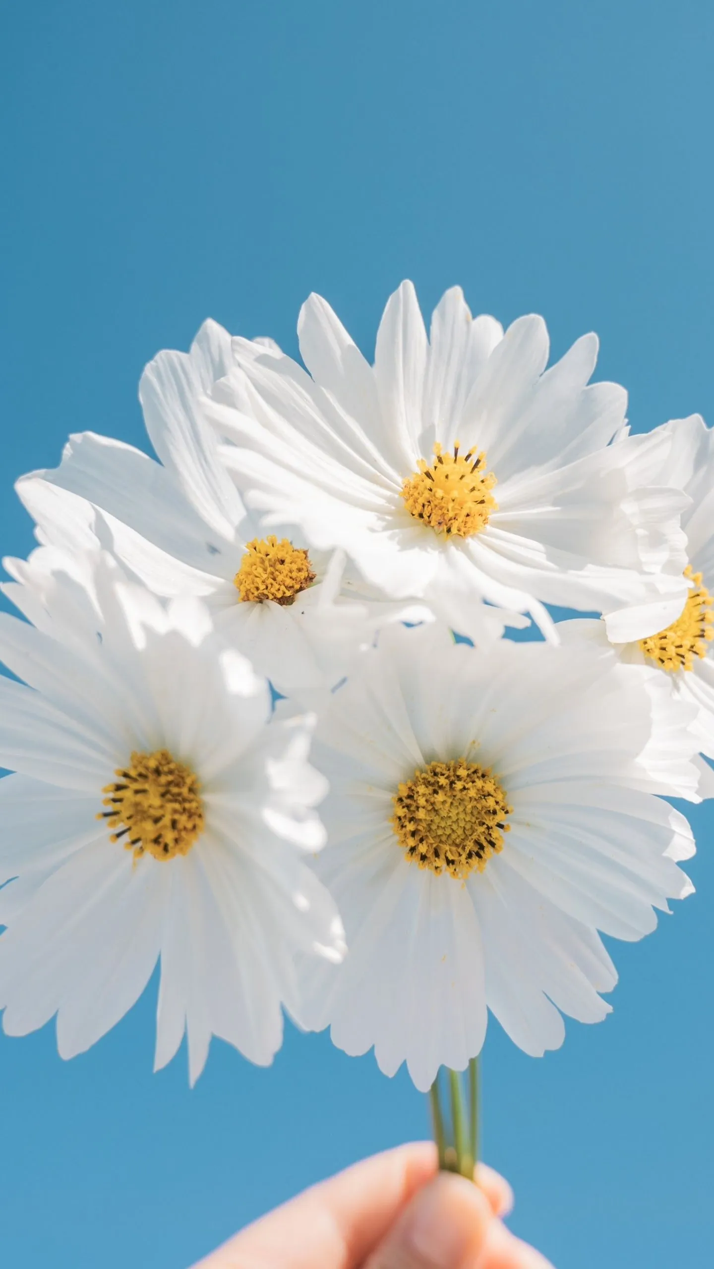 Daisy flowers Wallpaper 4K, Blue sky, Aesthetic, White daisy