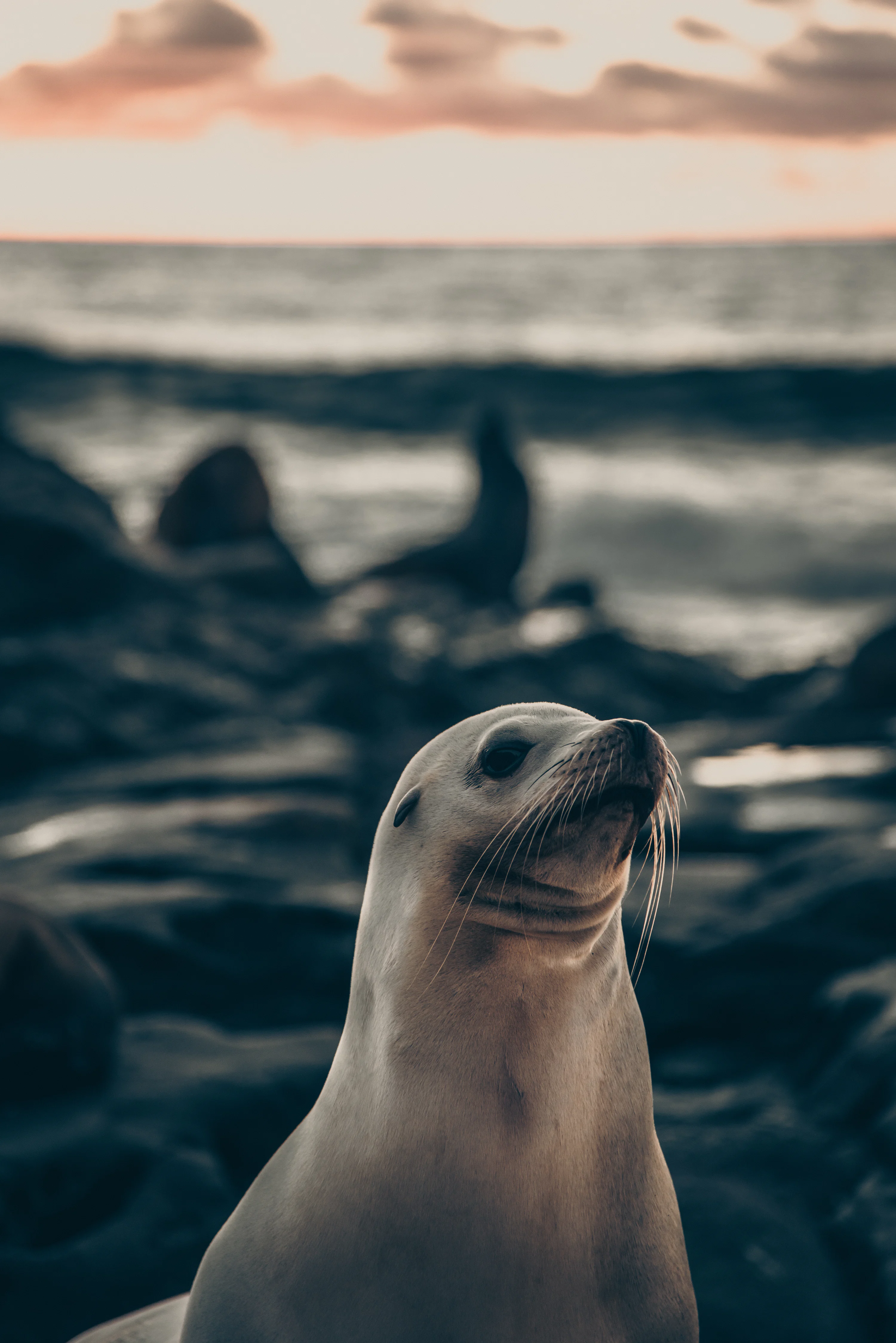 Sea Lion Picture. Download Free Image