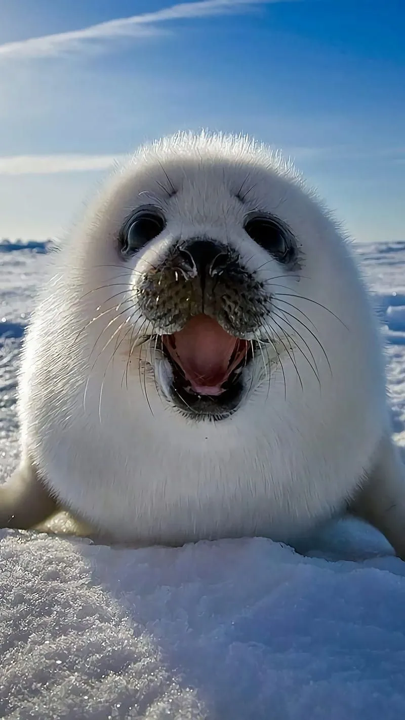 HD white sea lion wallpaper