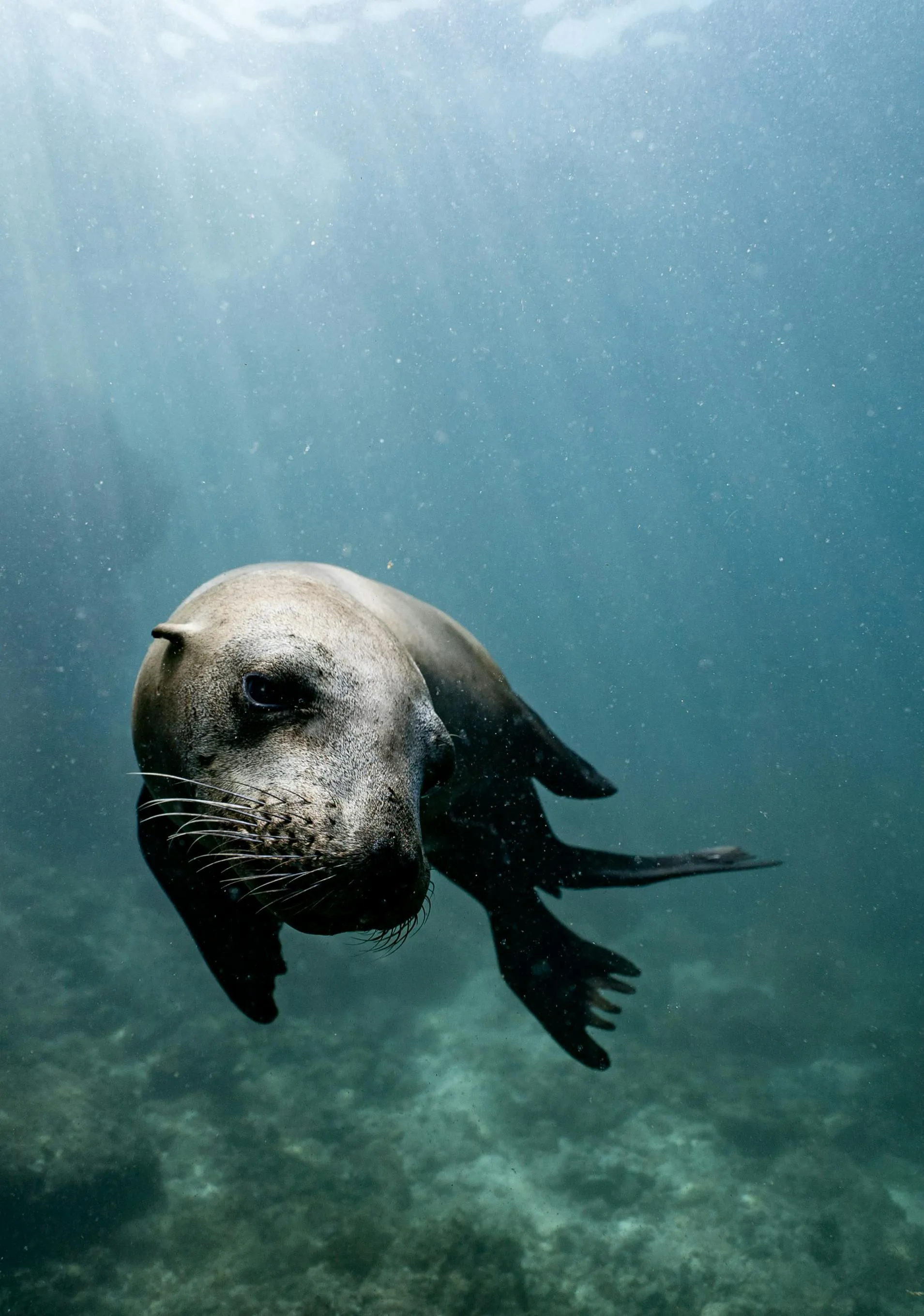 Playful Sea Lions Underwater in Clear Blue Ocean · Free