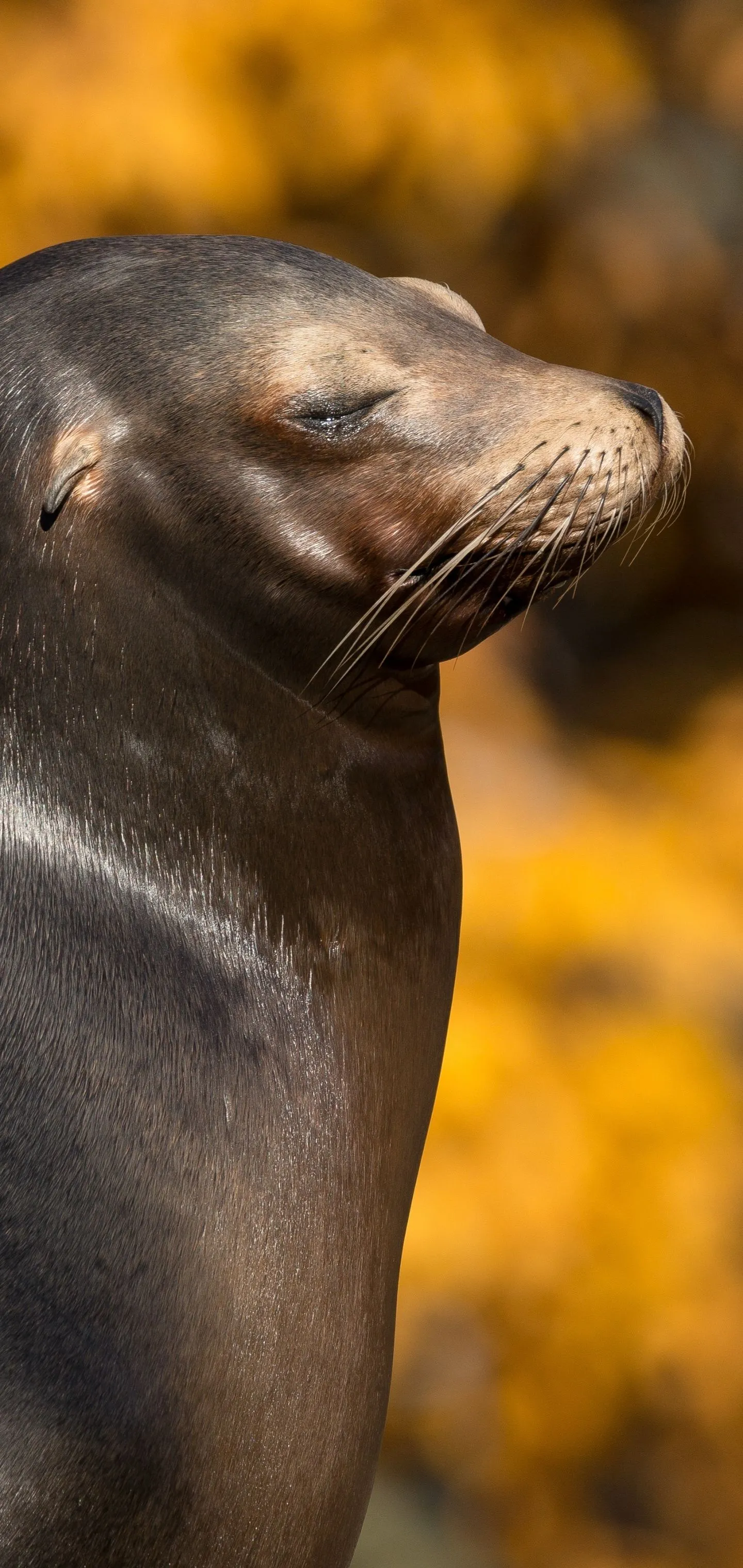 Phone wallpaper: Animal, Sea Lion 1367081