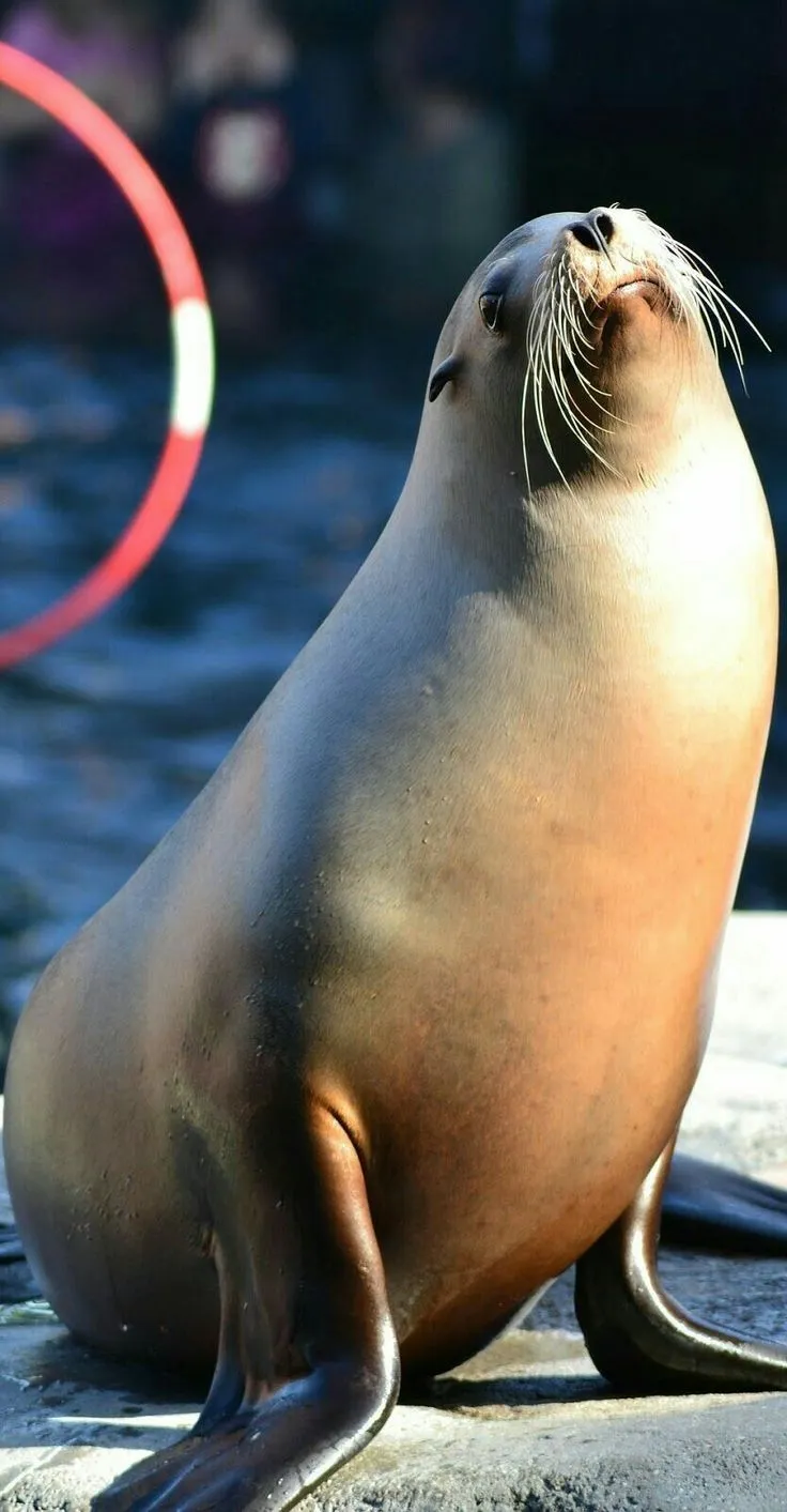 Sea Lion Wallpaper