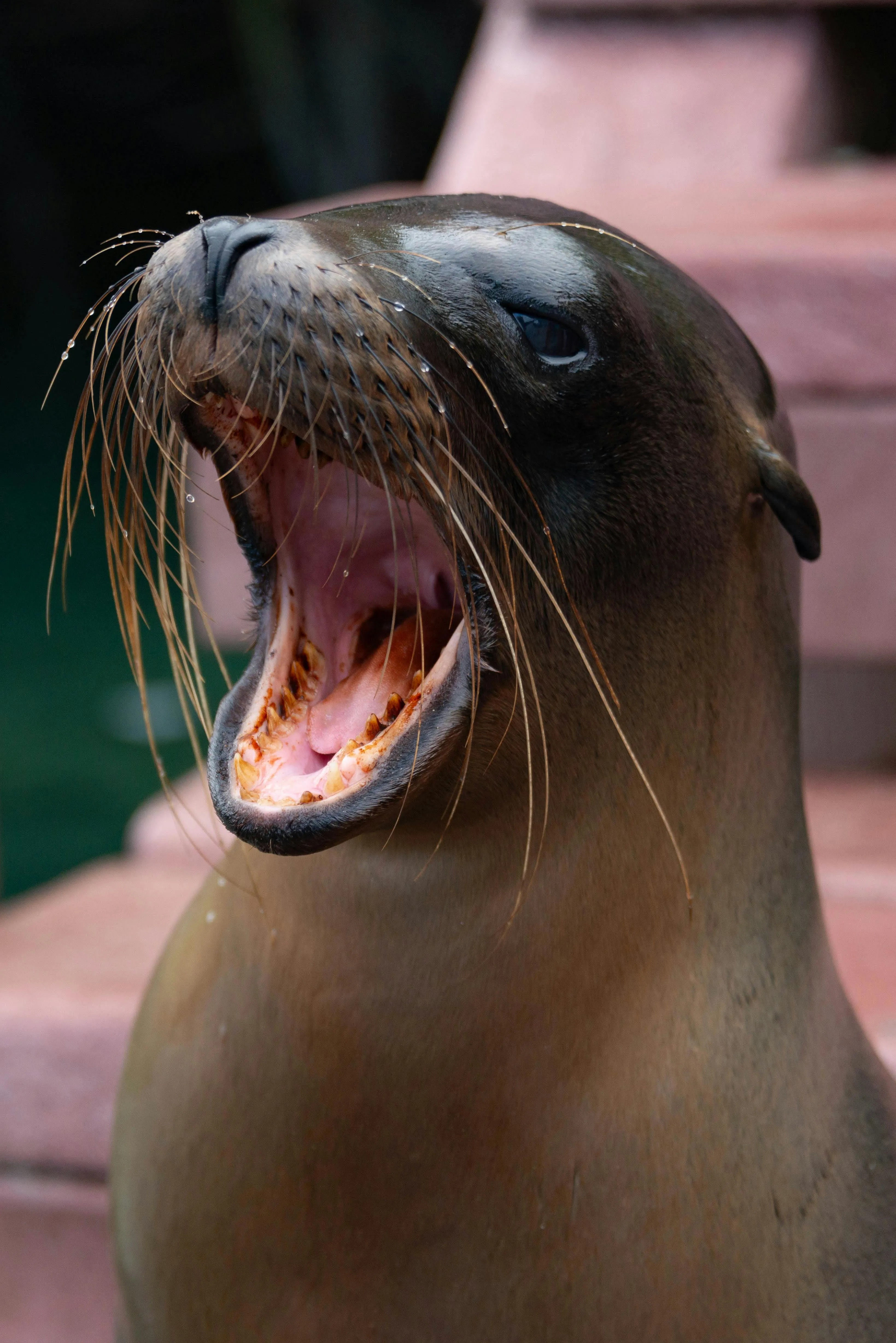Close Up Of A Sea Lion With An Opened Mouth · Free