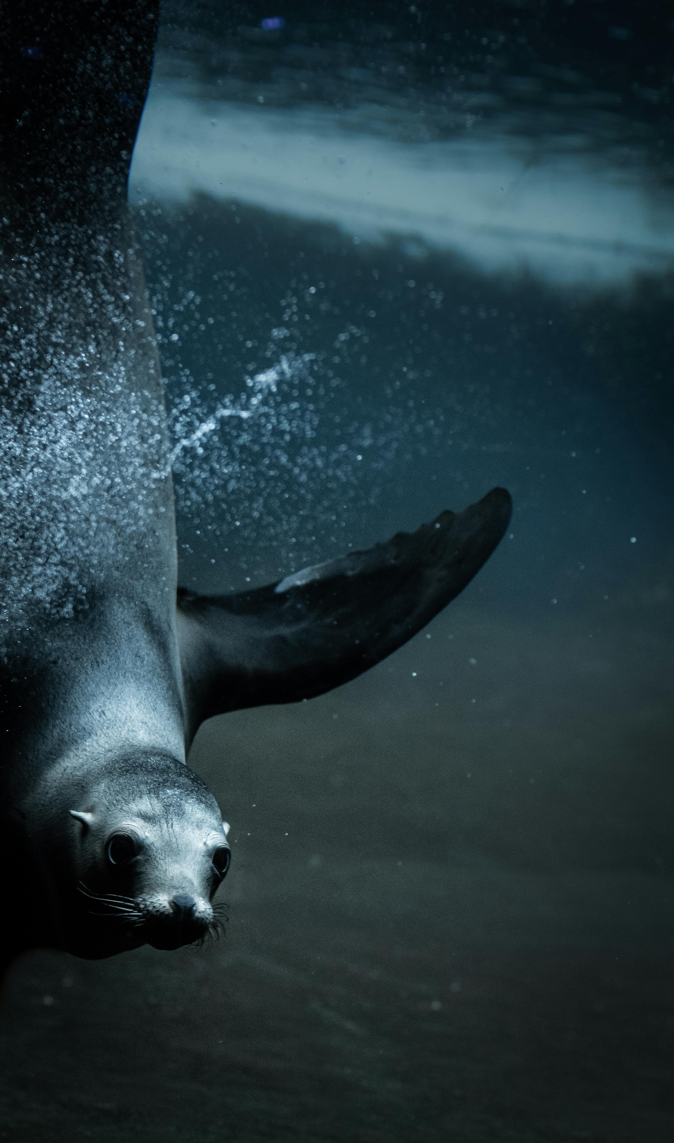 Sealion Photo, Download The BEST Free Sealion & HD Image