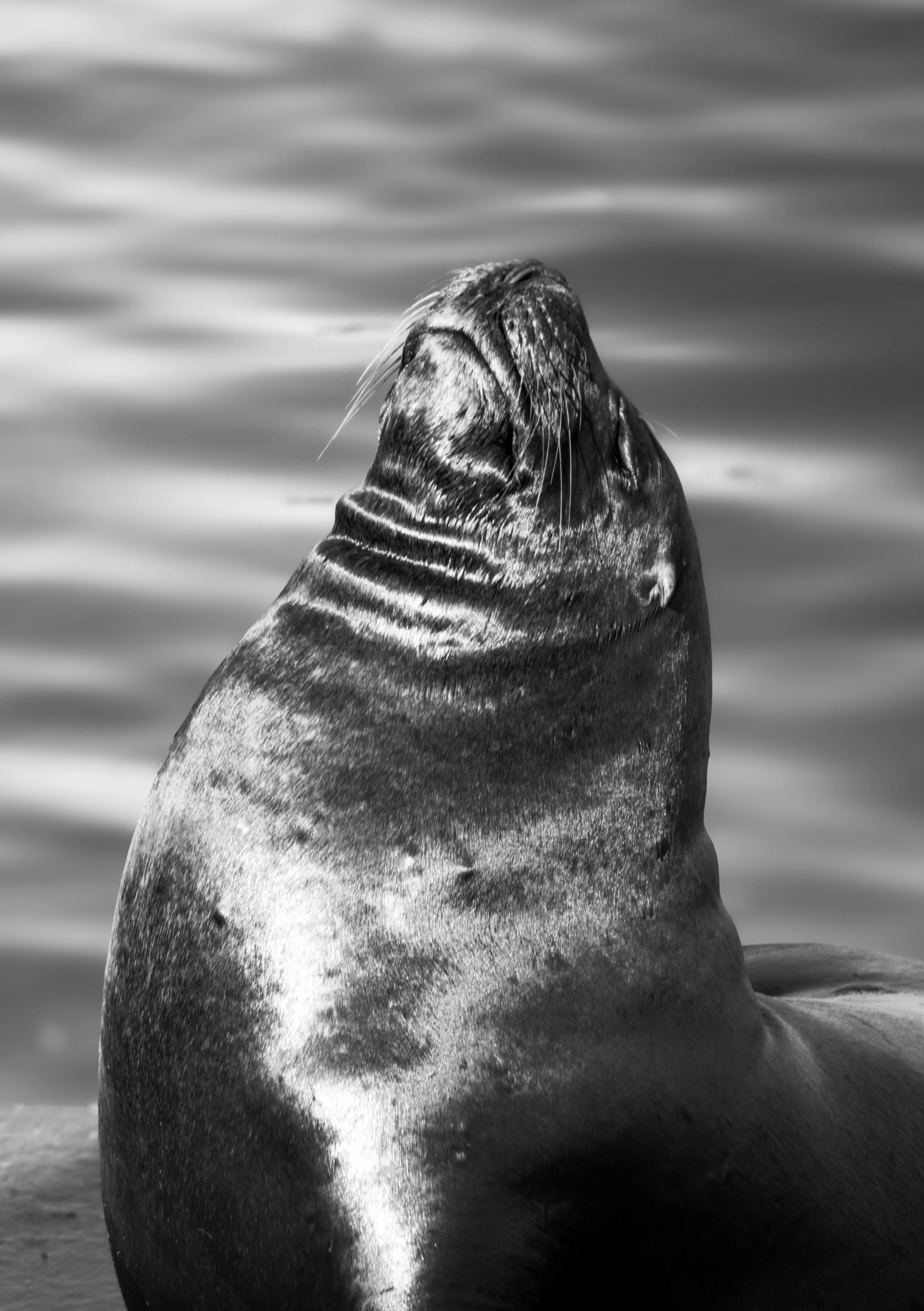 Monochrome Photo Of Sea Lion Sitting On Rock · Free