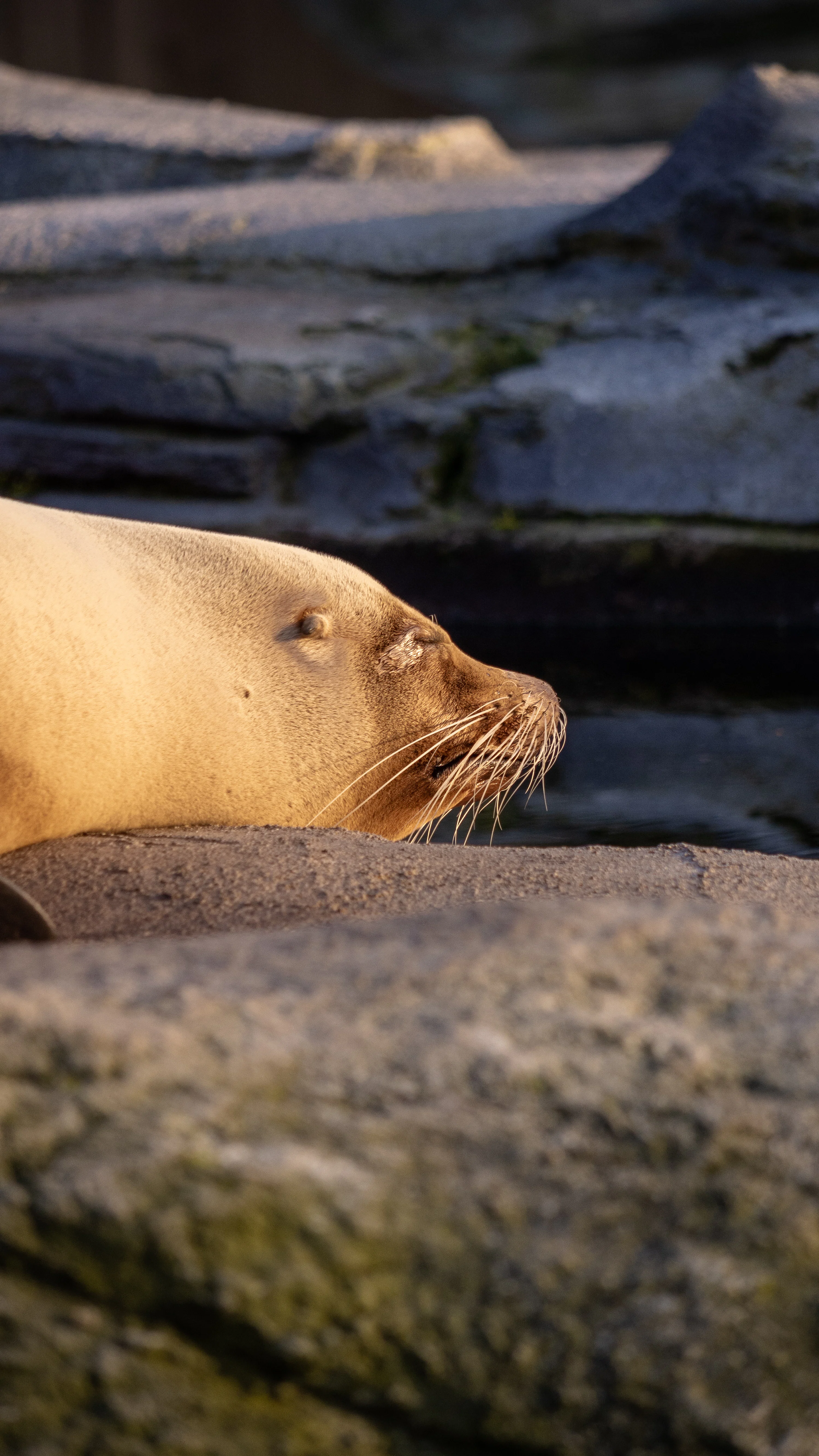 A sea lion laying on top of a rock photo