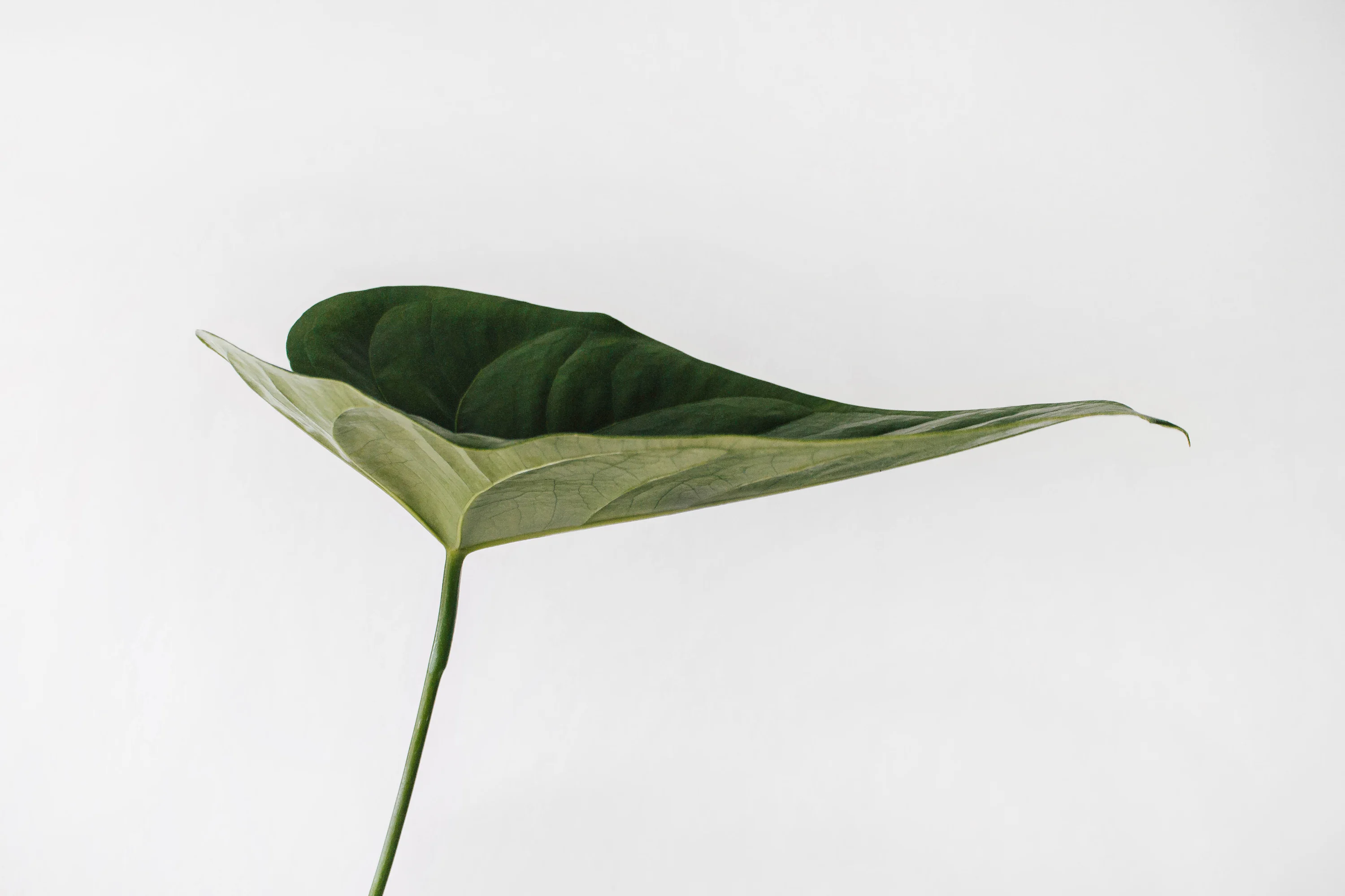Green leaf photography photo