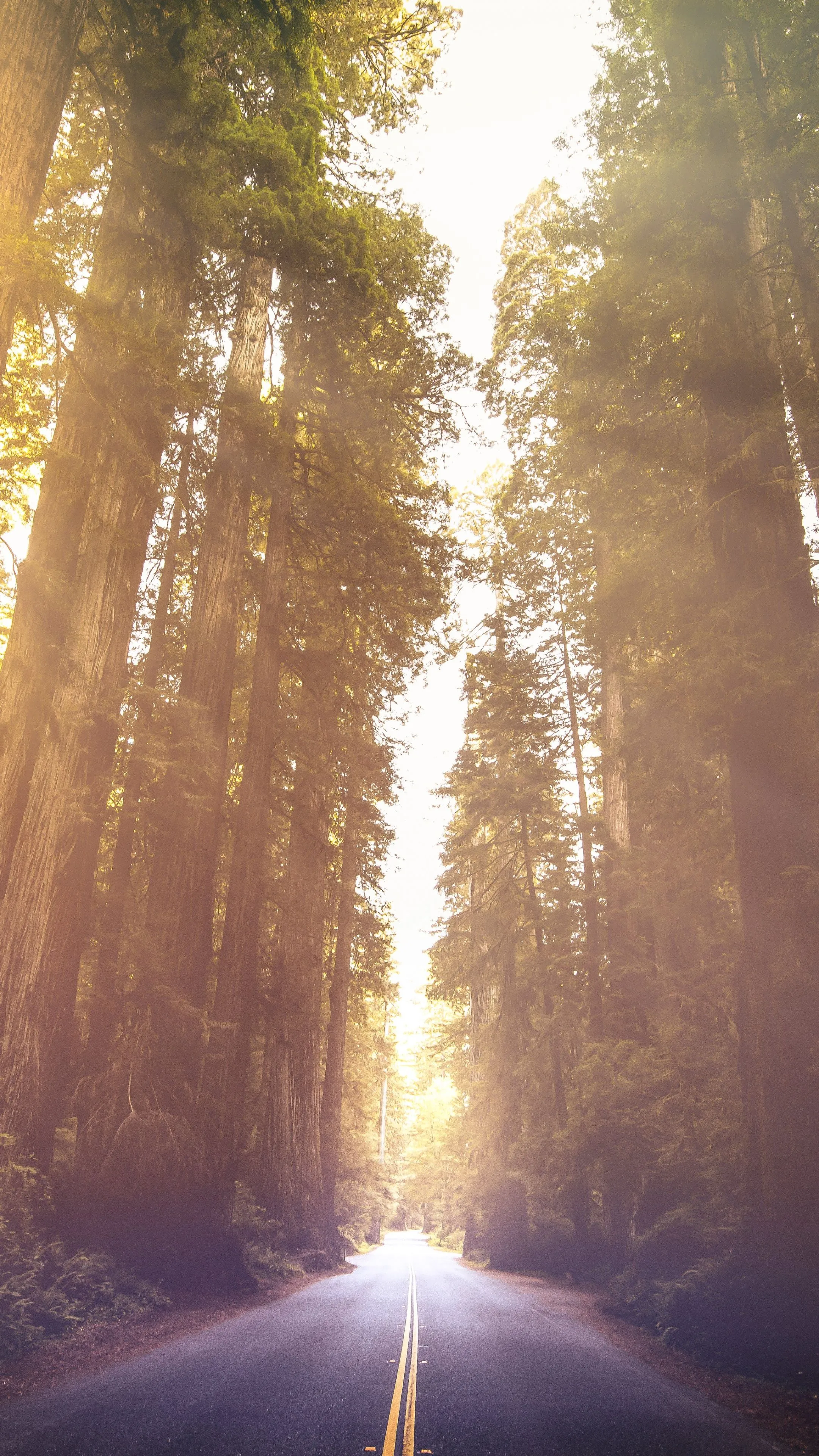 Redwoods National Park Wallpaper 4K, California, Woods