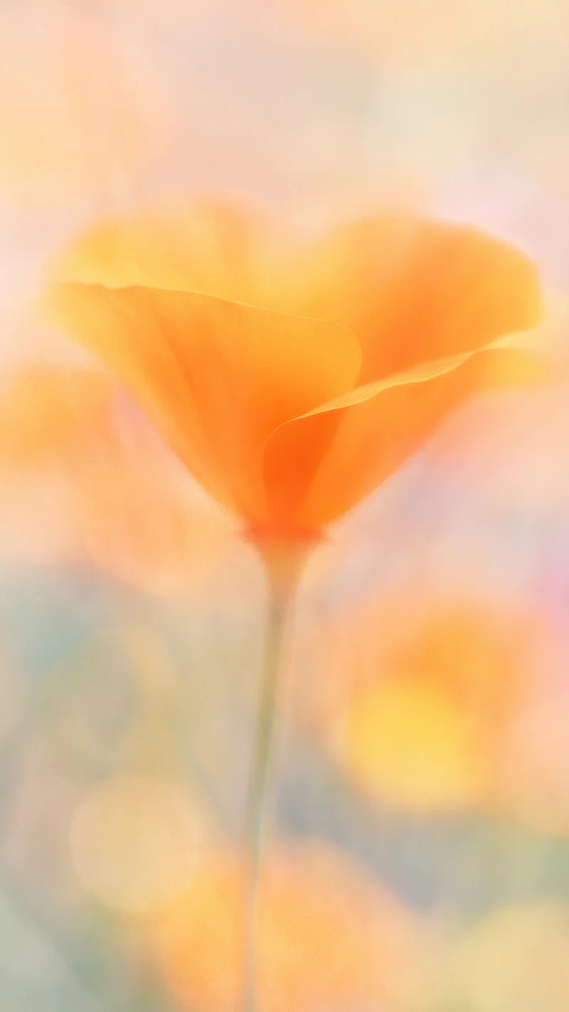 iPhone Wallpaper California Poppy Image Wallpaper