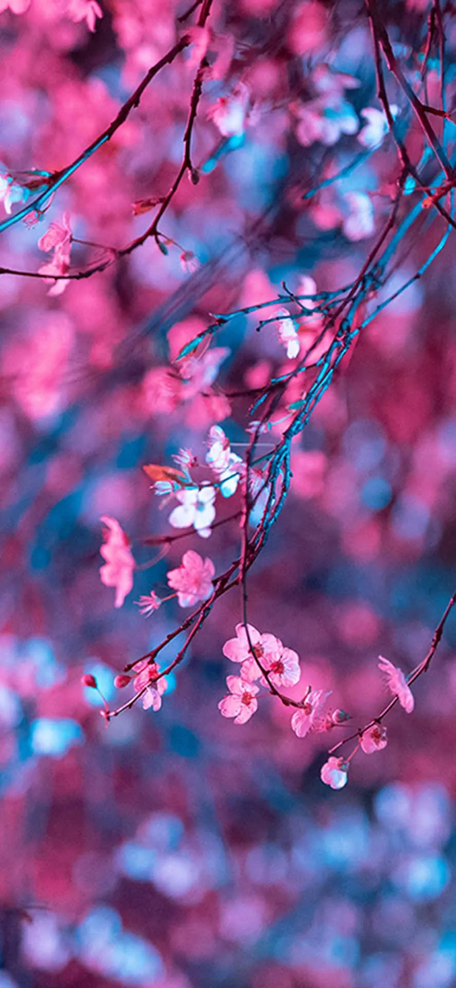 Download Vibrant Cherry Blossoms Mobile Wallpaper