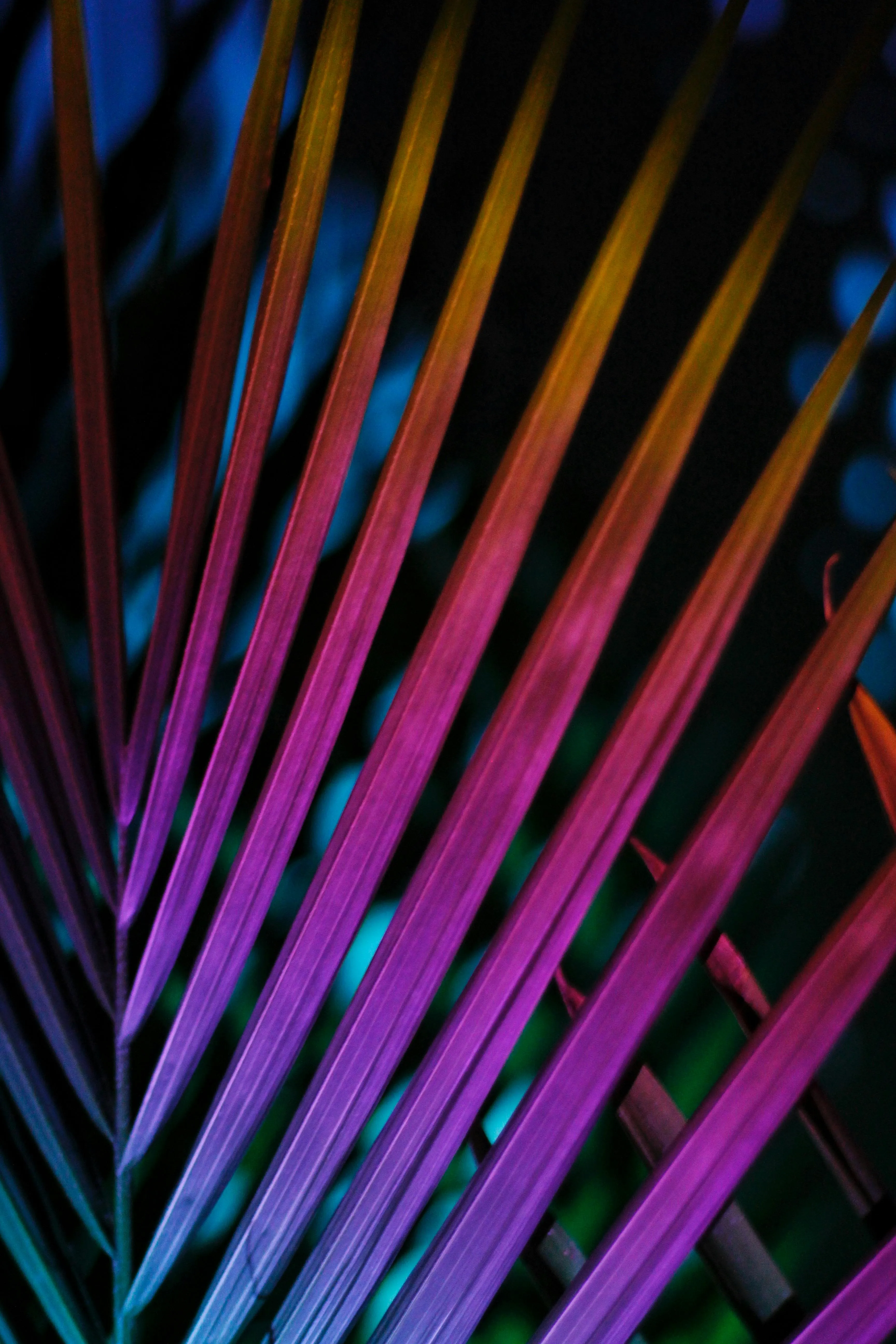 Vibrant Photo, Download The BEST Free Vibrant & HD Image