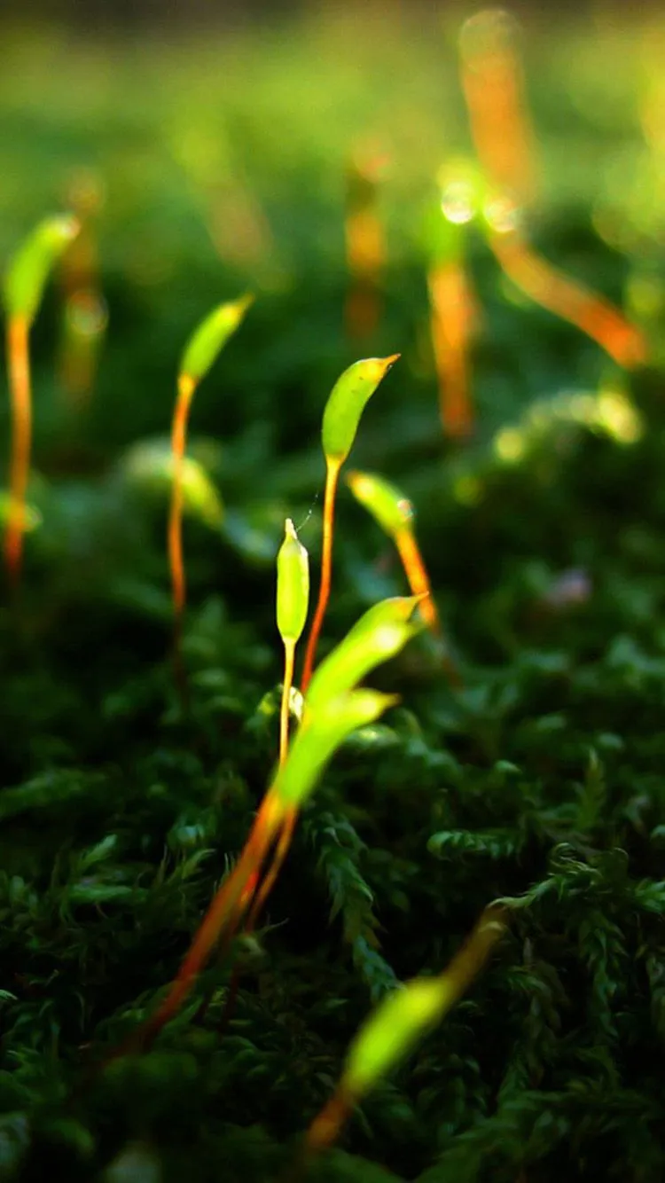 Vibrant Free Download Wallpaper for Phone