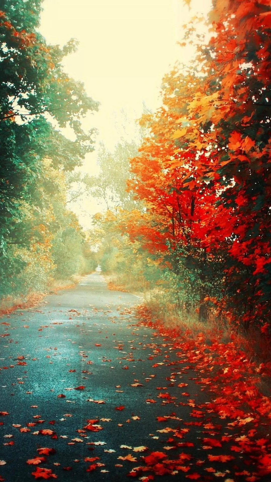 Vibrant Widescreen Wallpaper 35779