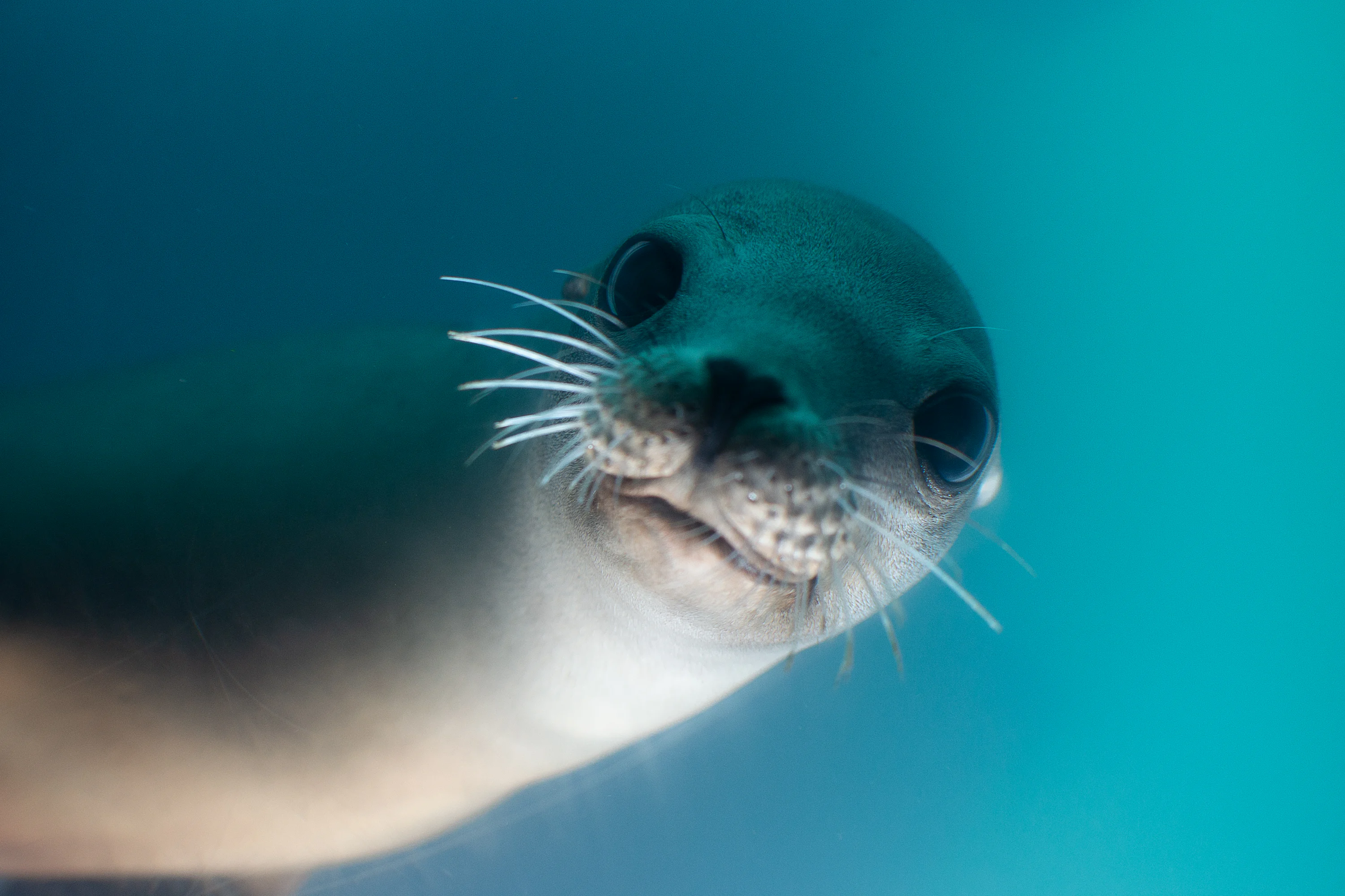 Sea Lion Picture. Download Free Image