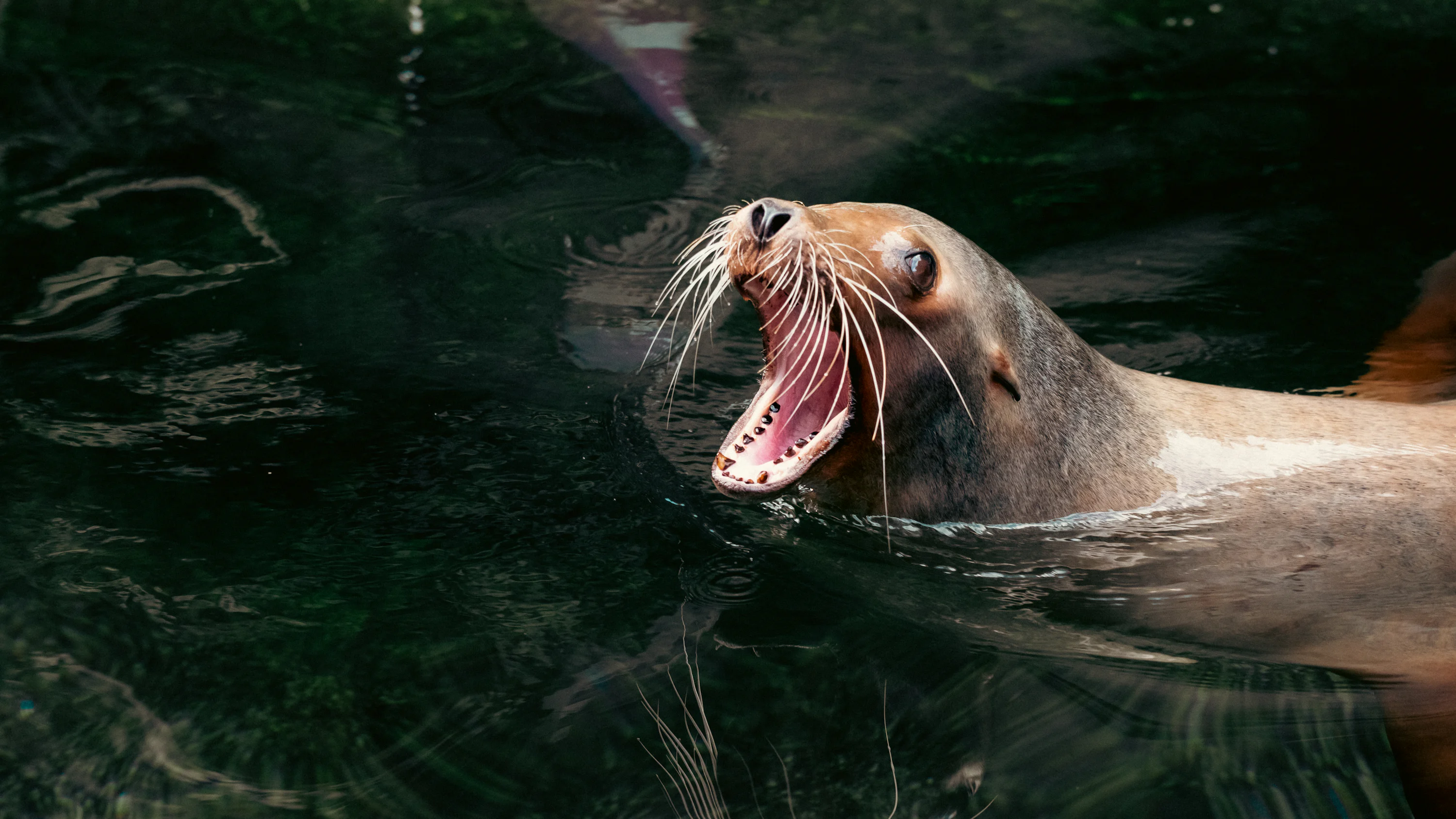 Sea Lion Picture. Download Free Image