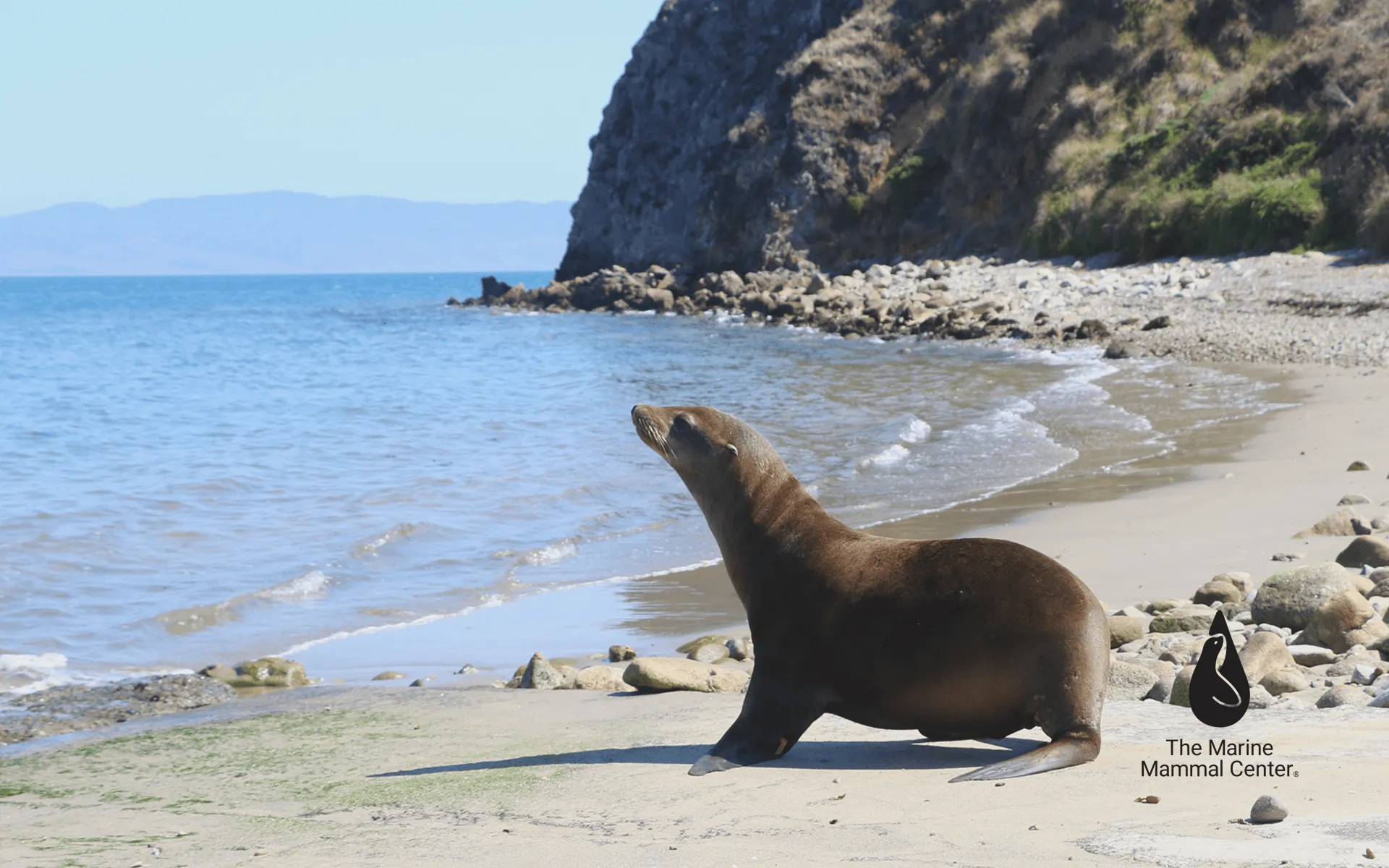 Downloadable Wallpaper. The Marine Mammal Center