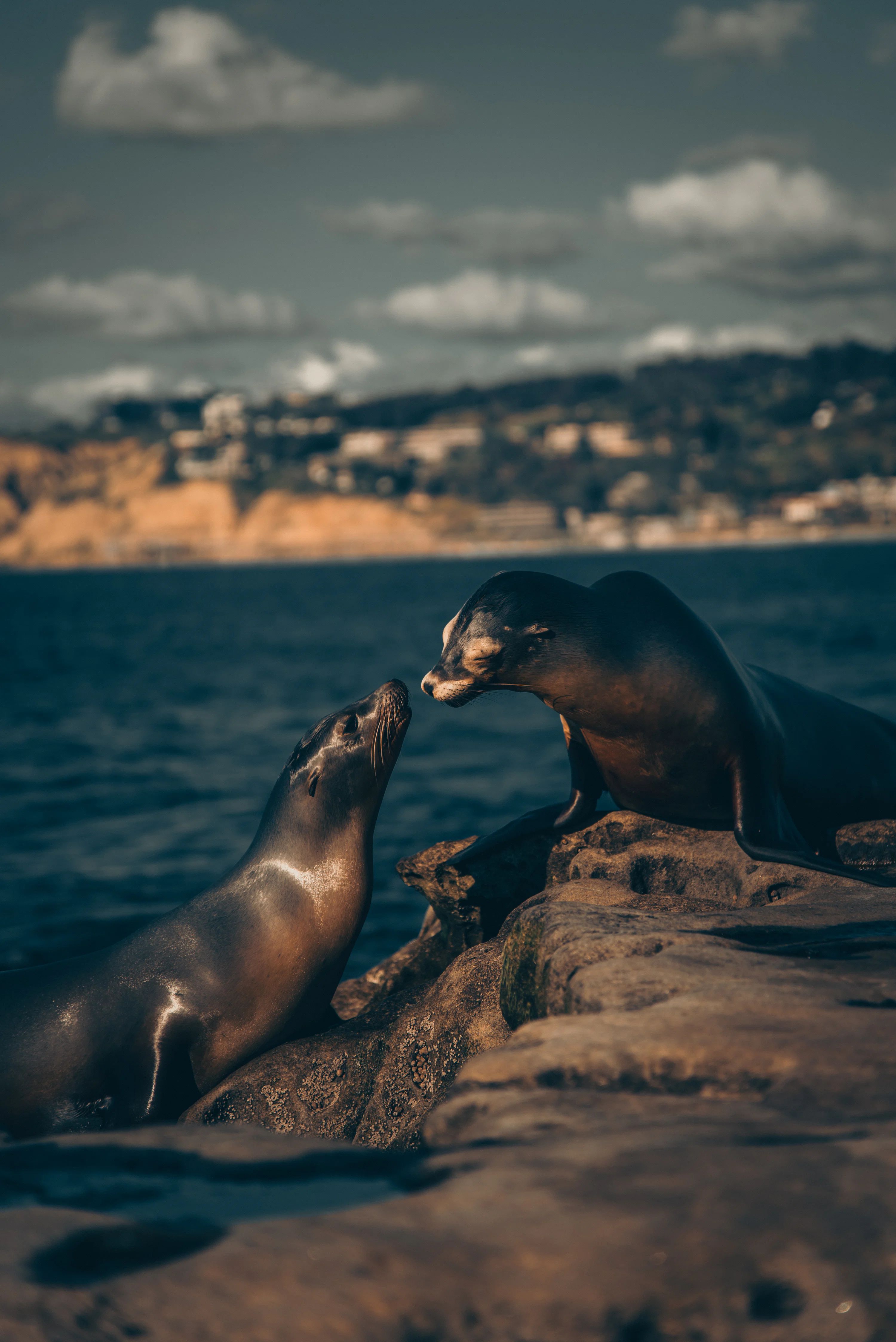 Sea lion on brown rock during daytime photo