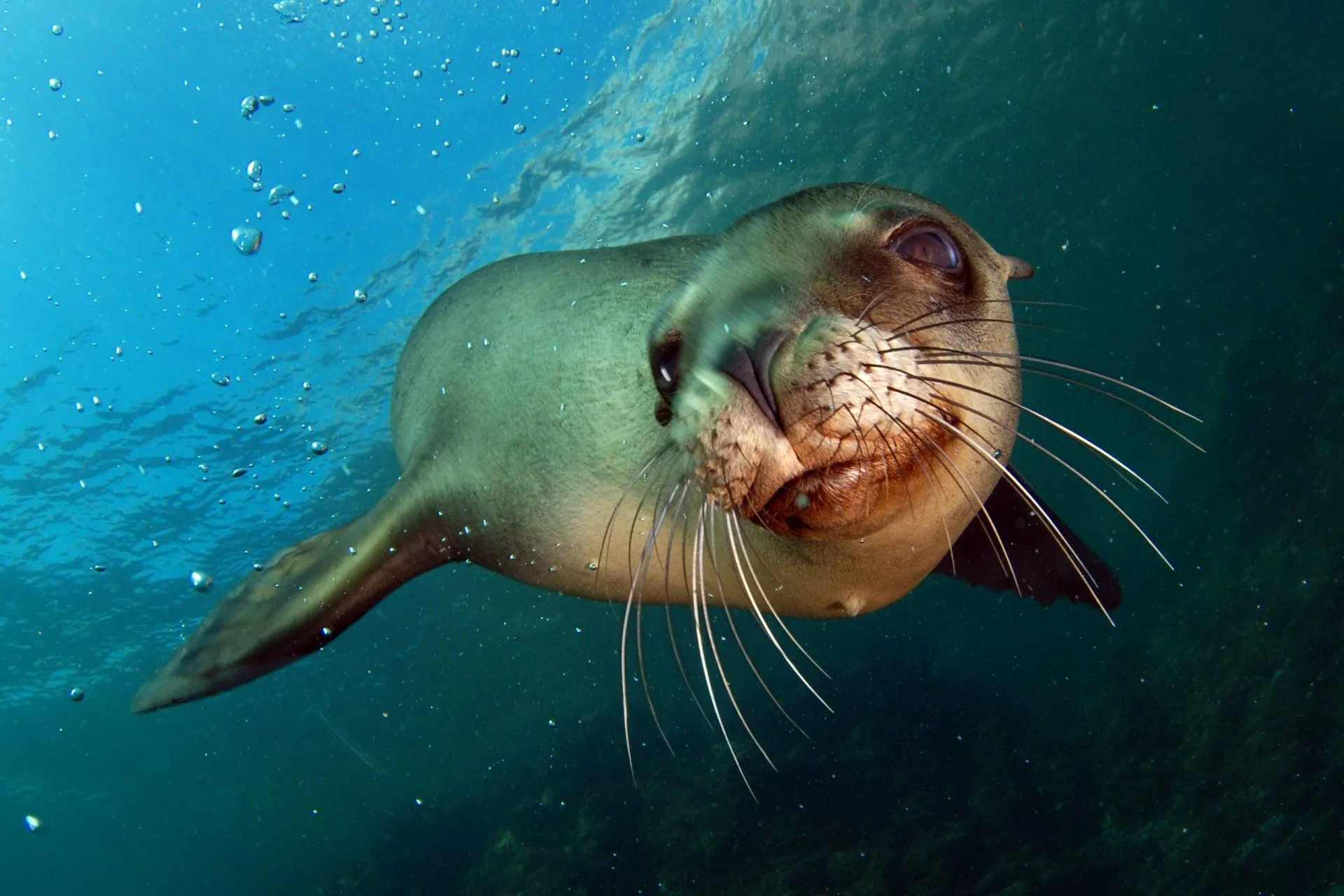 Download Bubble Underwater Animal Sea Lion HD Wallpaperx1717
