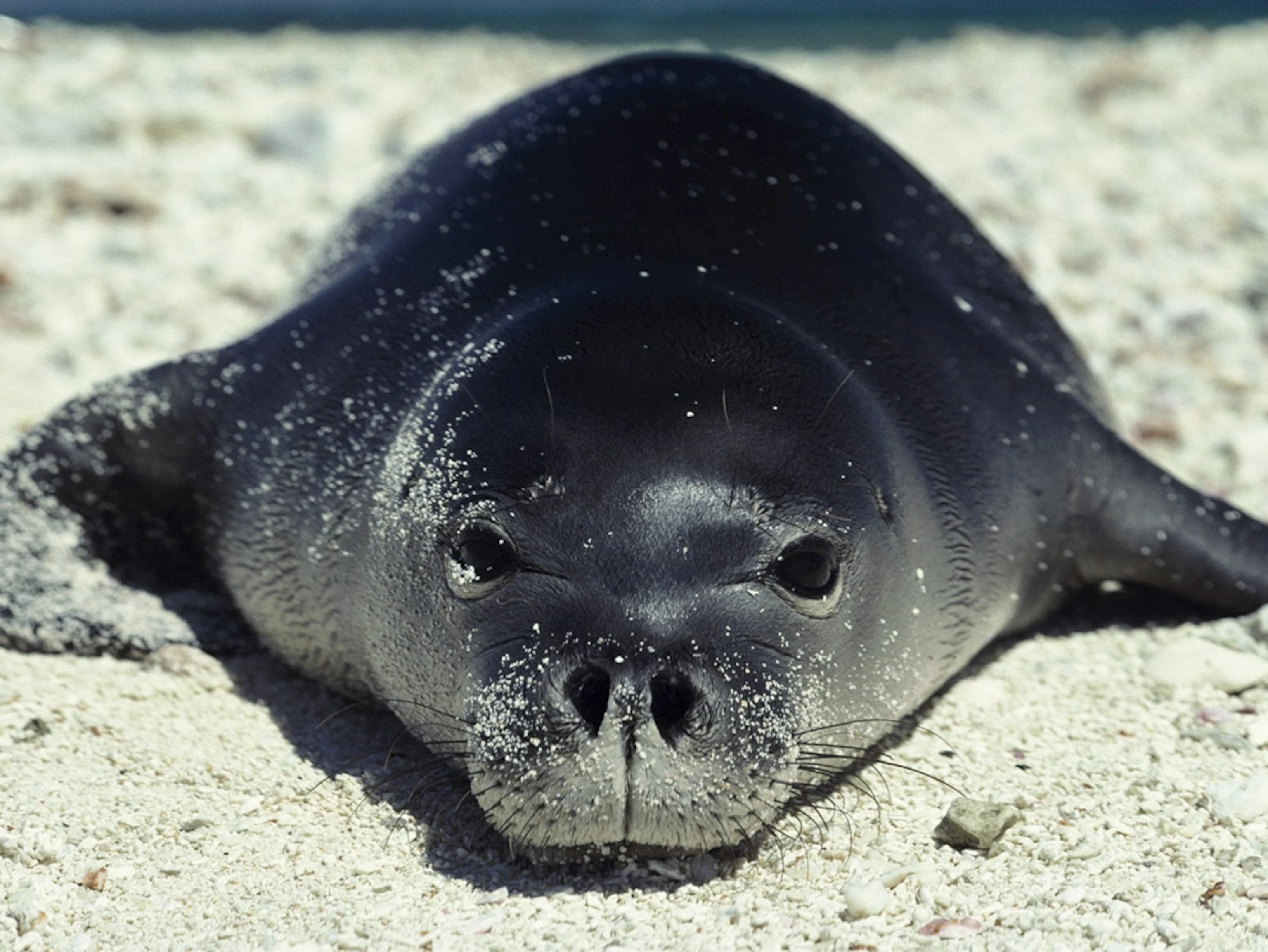Seal Picture Lion Wallpaper