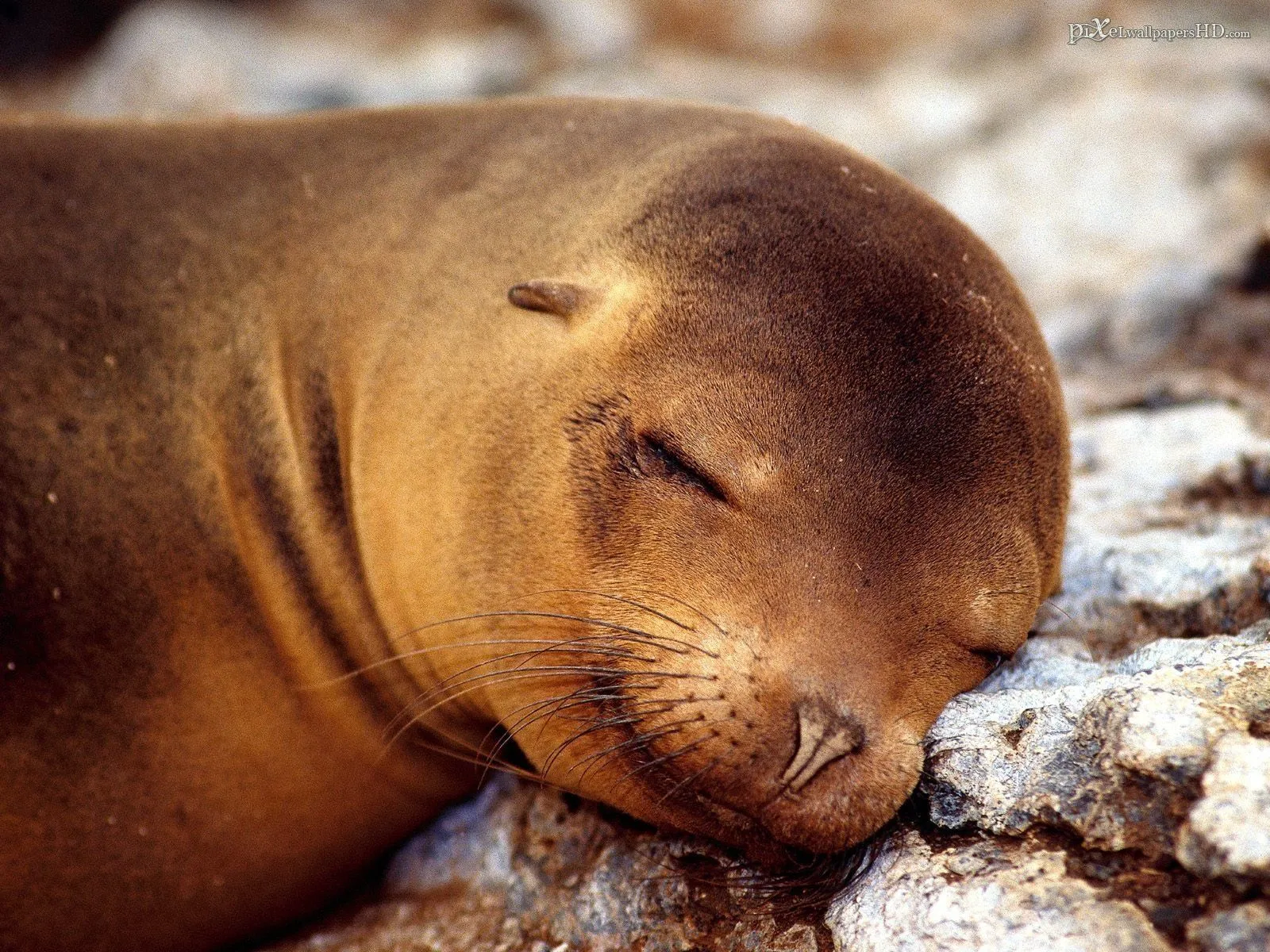 Majestic Sea Lion HD Wallpaper: Serene Ocean Majesty in Stunning Detailx1200