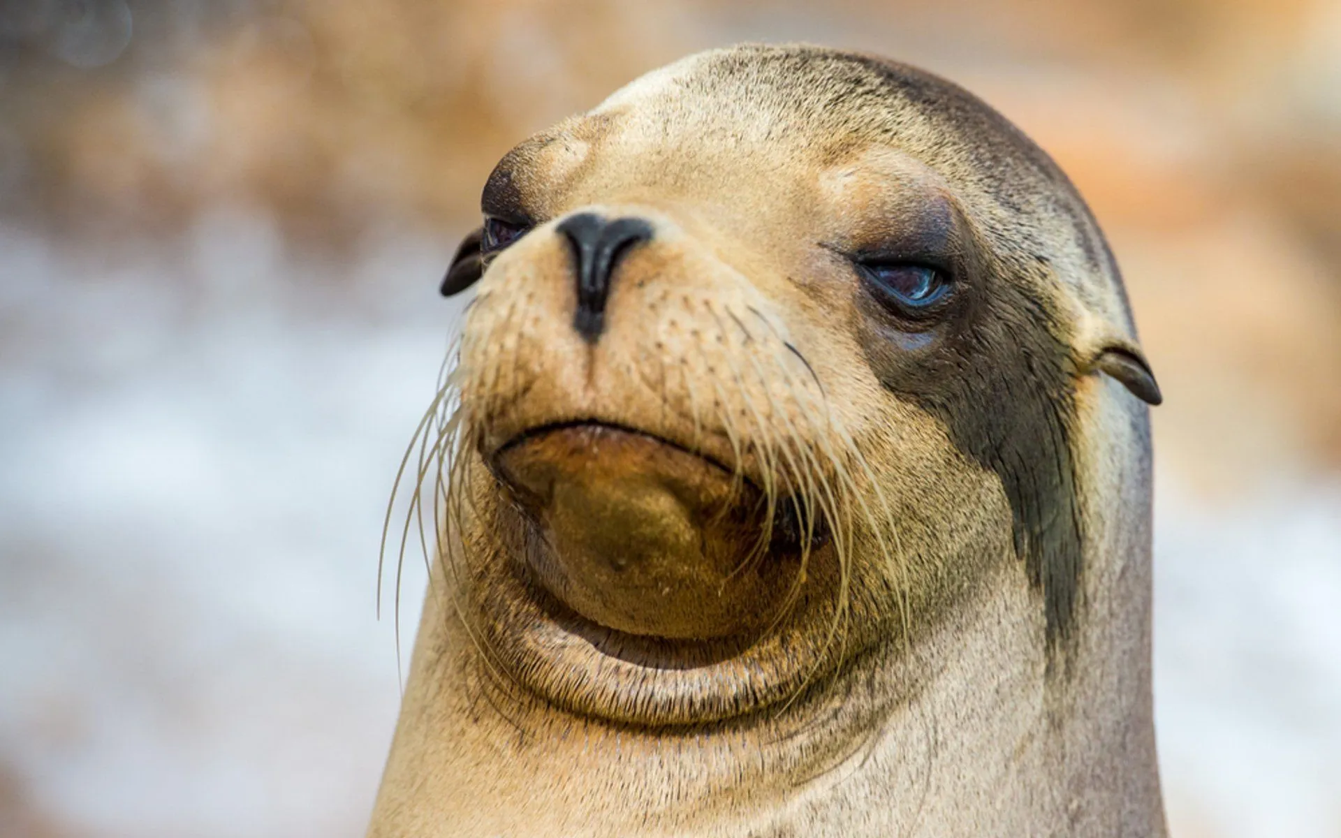 Sea Lion Desktop Widescreen Wallpaper 79088