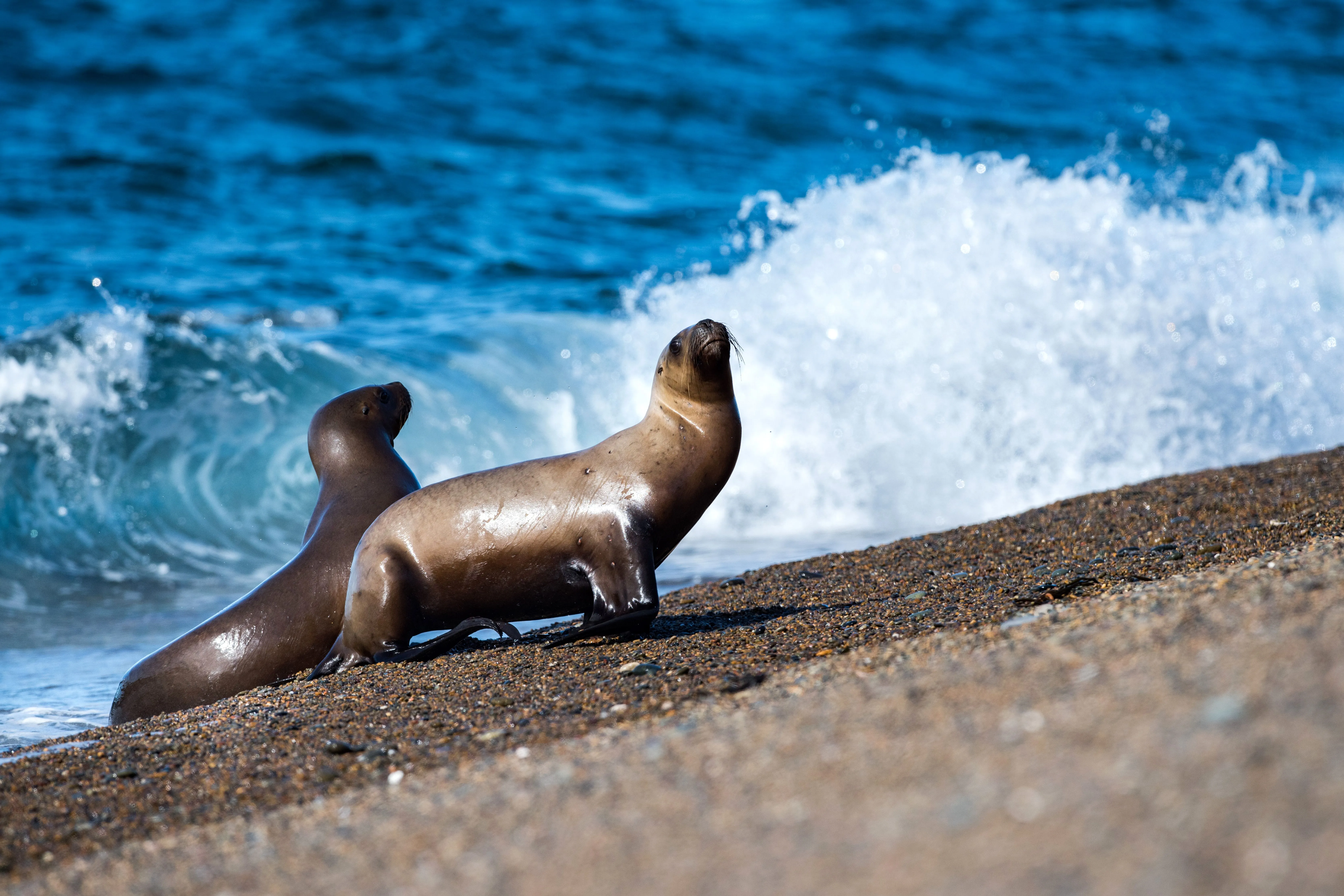 4K Ultra HD Sea Lions Relaxing on Sandy Beach by the Ocean Wavex4452