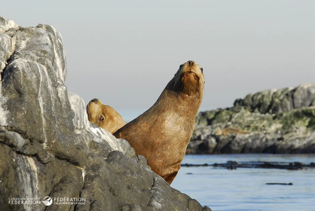 Canadian Wildlife Federation: Sea Lion