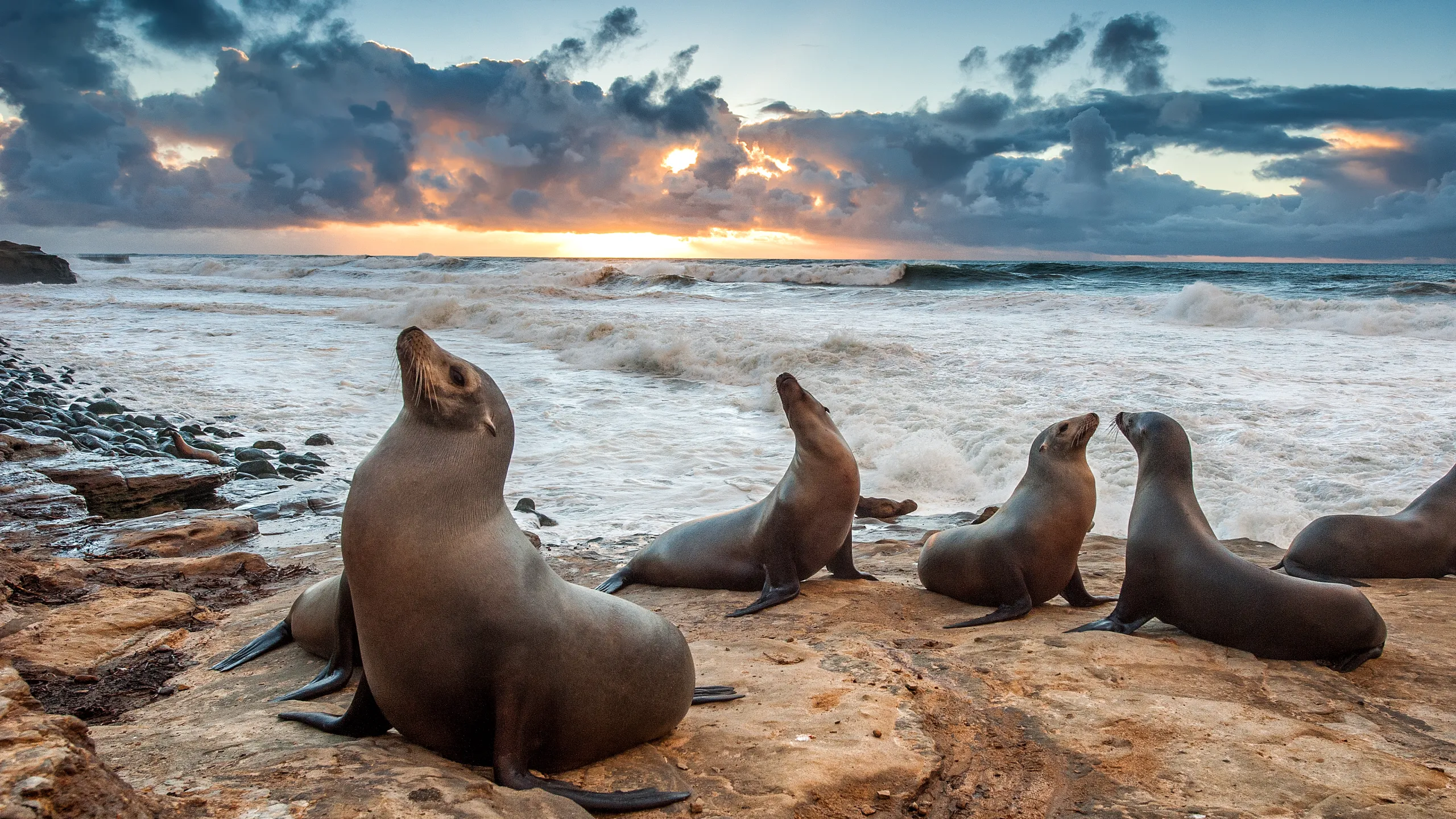 Experts warn against getting close to take photo of sea lions and their pups at La Jolla