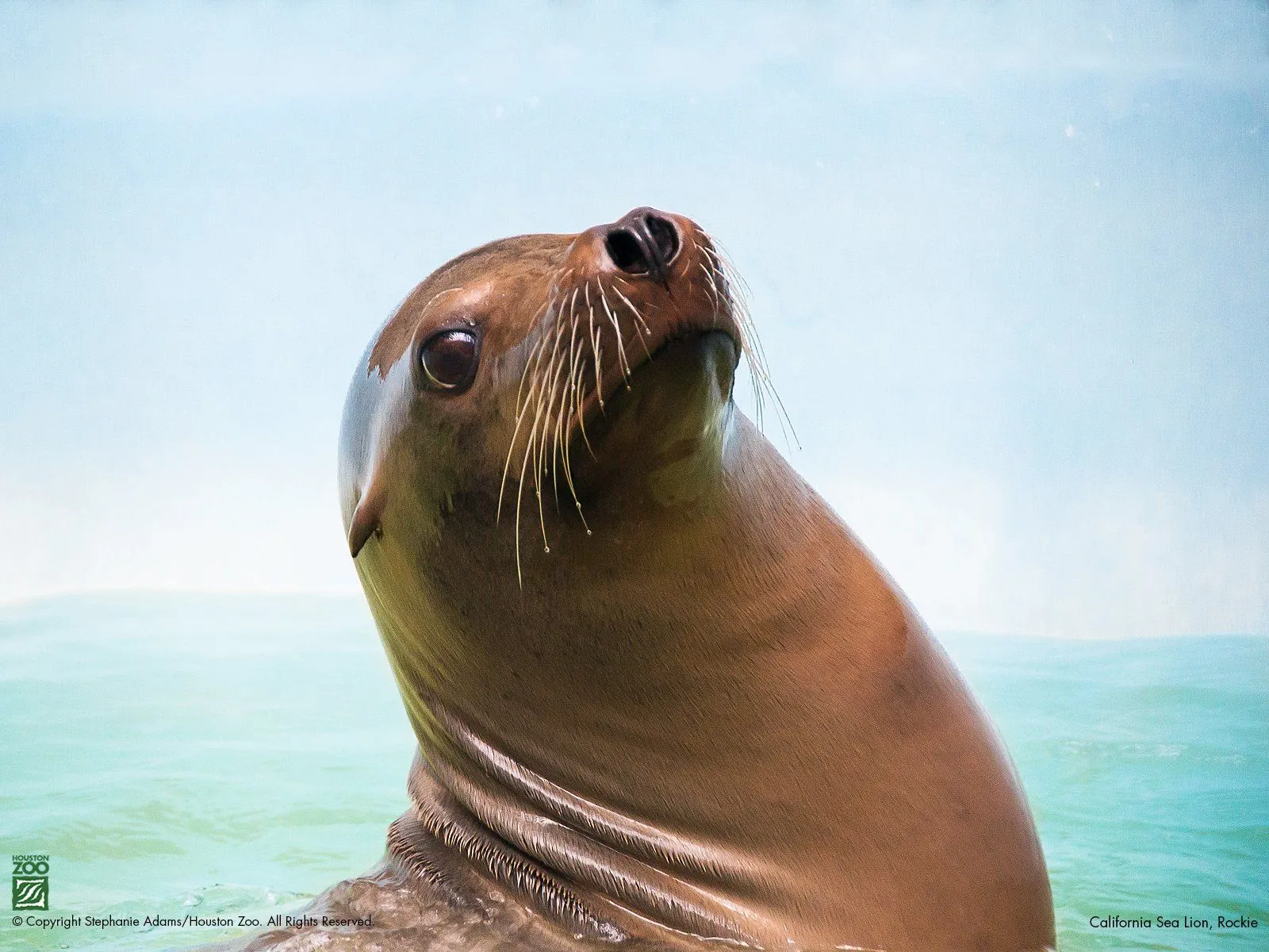 Sea Lion Wallpaper HD 79094
