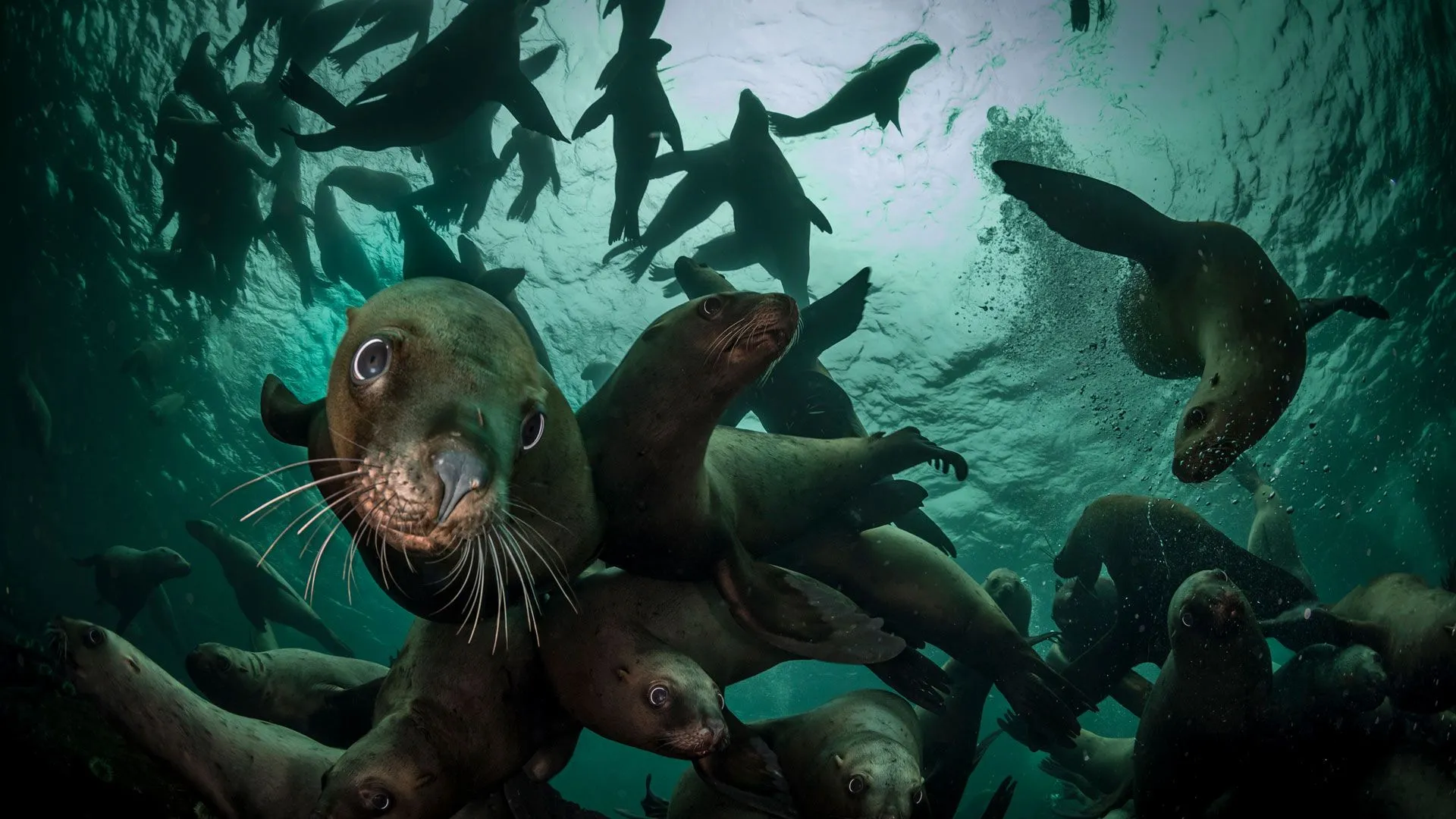 Steller sea lions wallpaper
